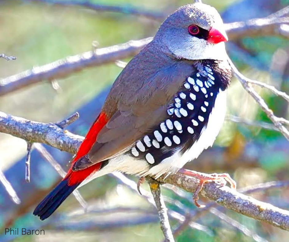 Birds of Rockleigh: A Morning in the Bush