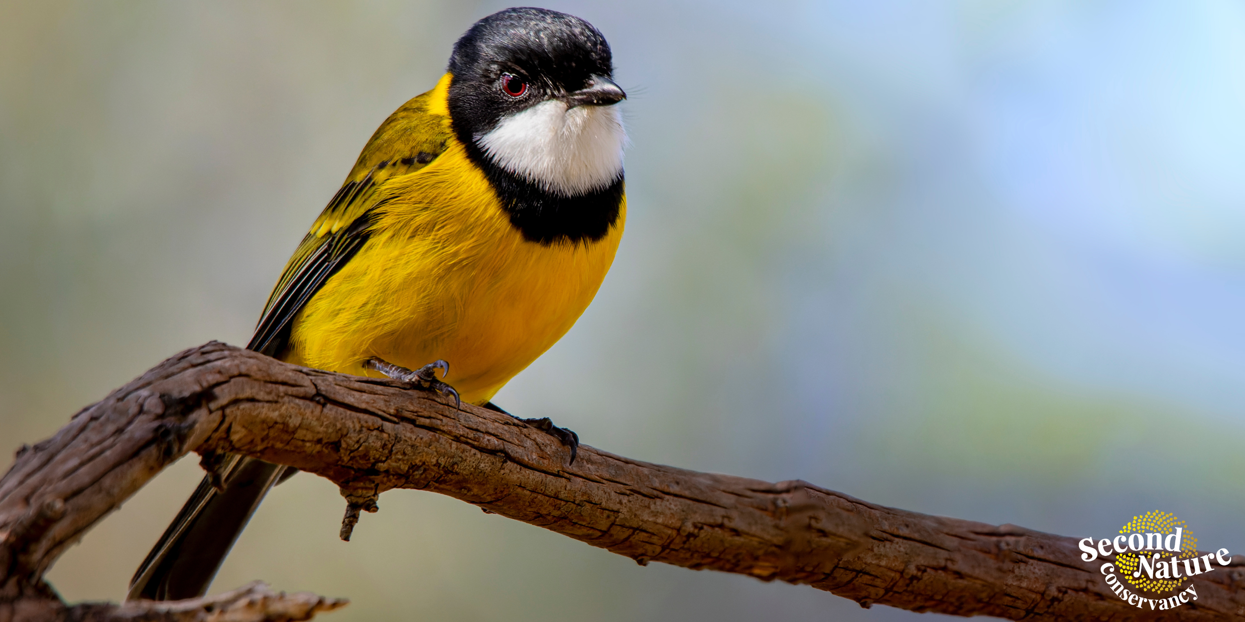 Birds of Scott Conservation Park