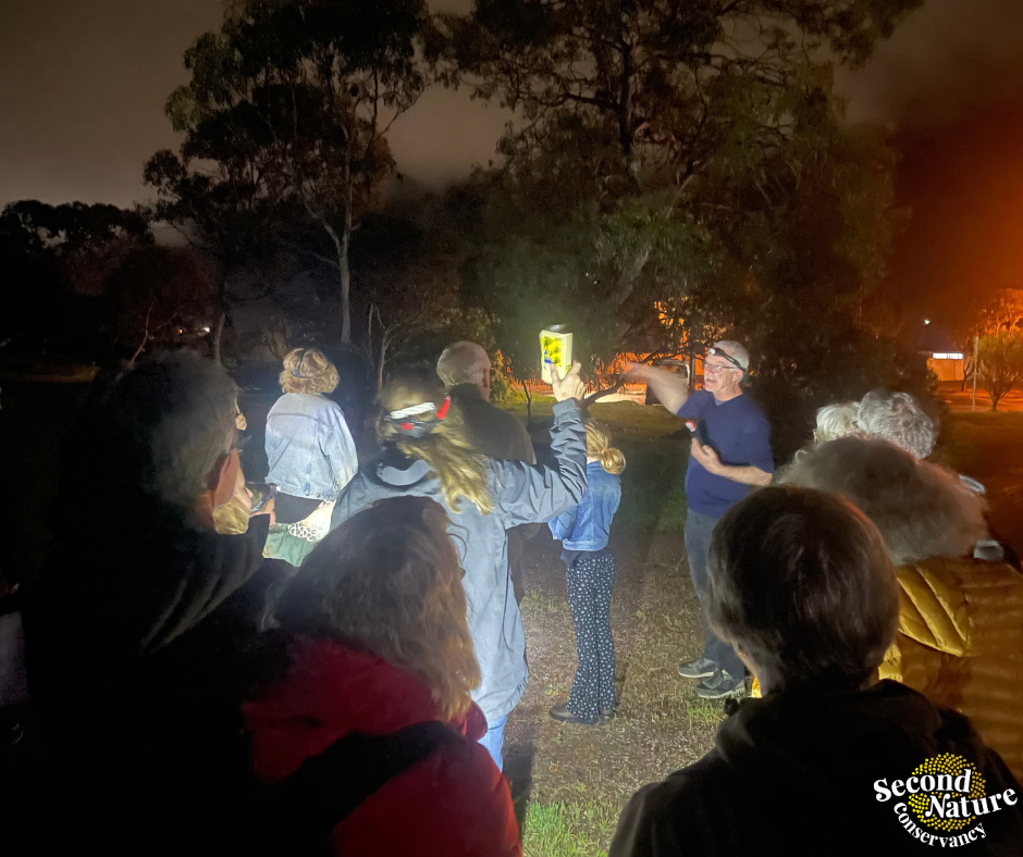 Twilight Bat Walk in Goolwa