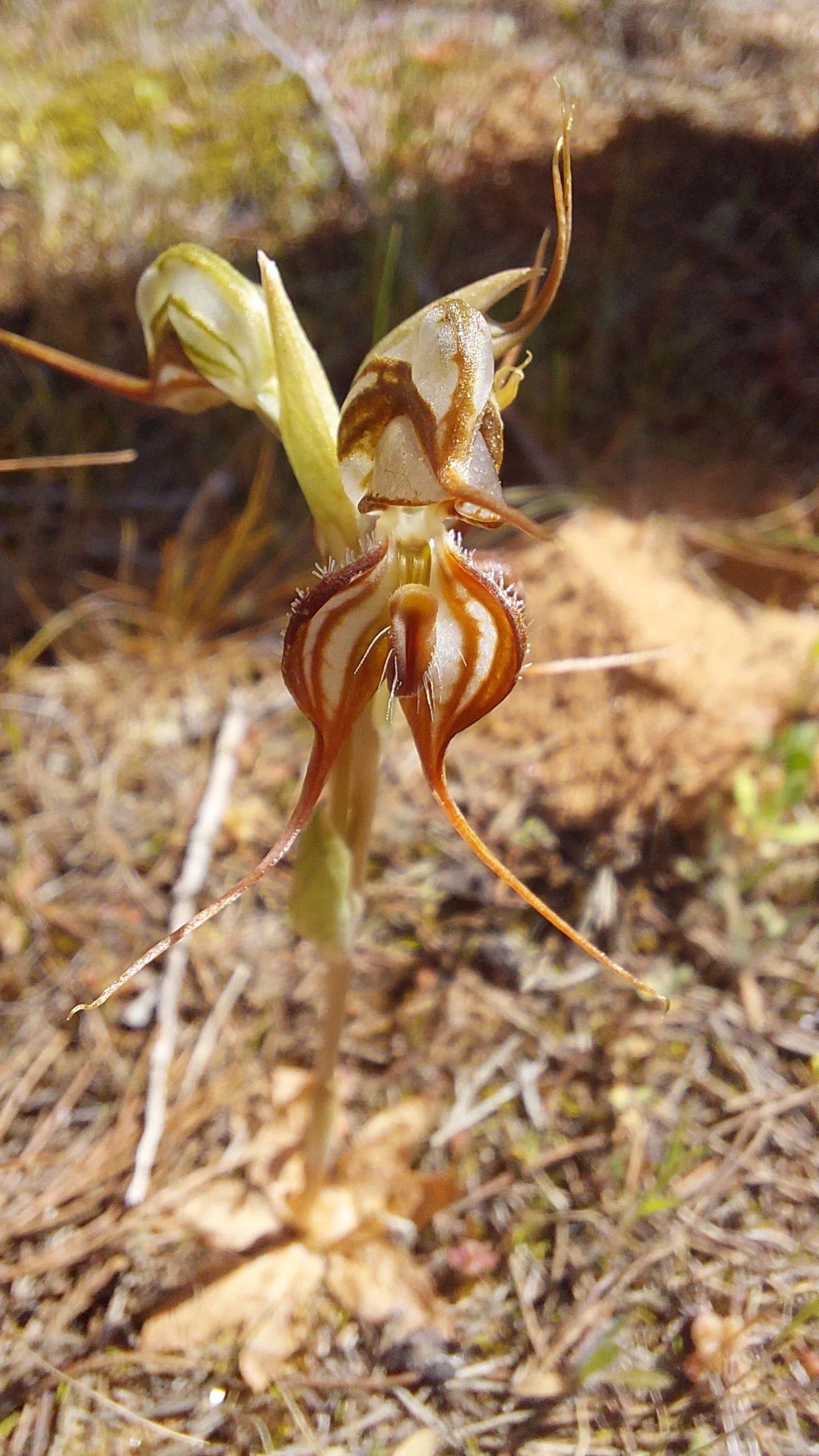 Helping protect a little-known South Australian orchid