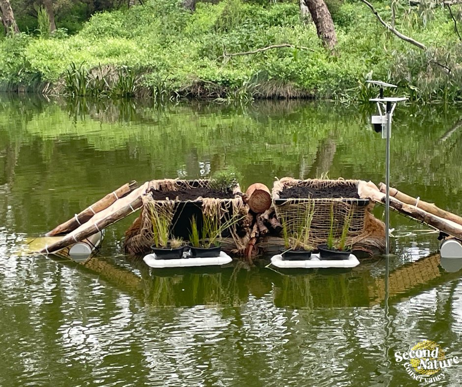 A little island making a big splash for freshwater turtles