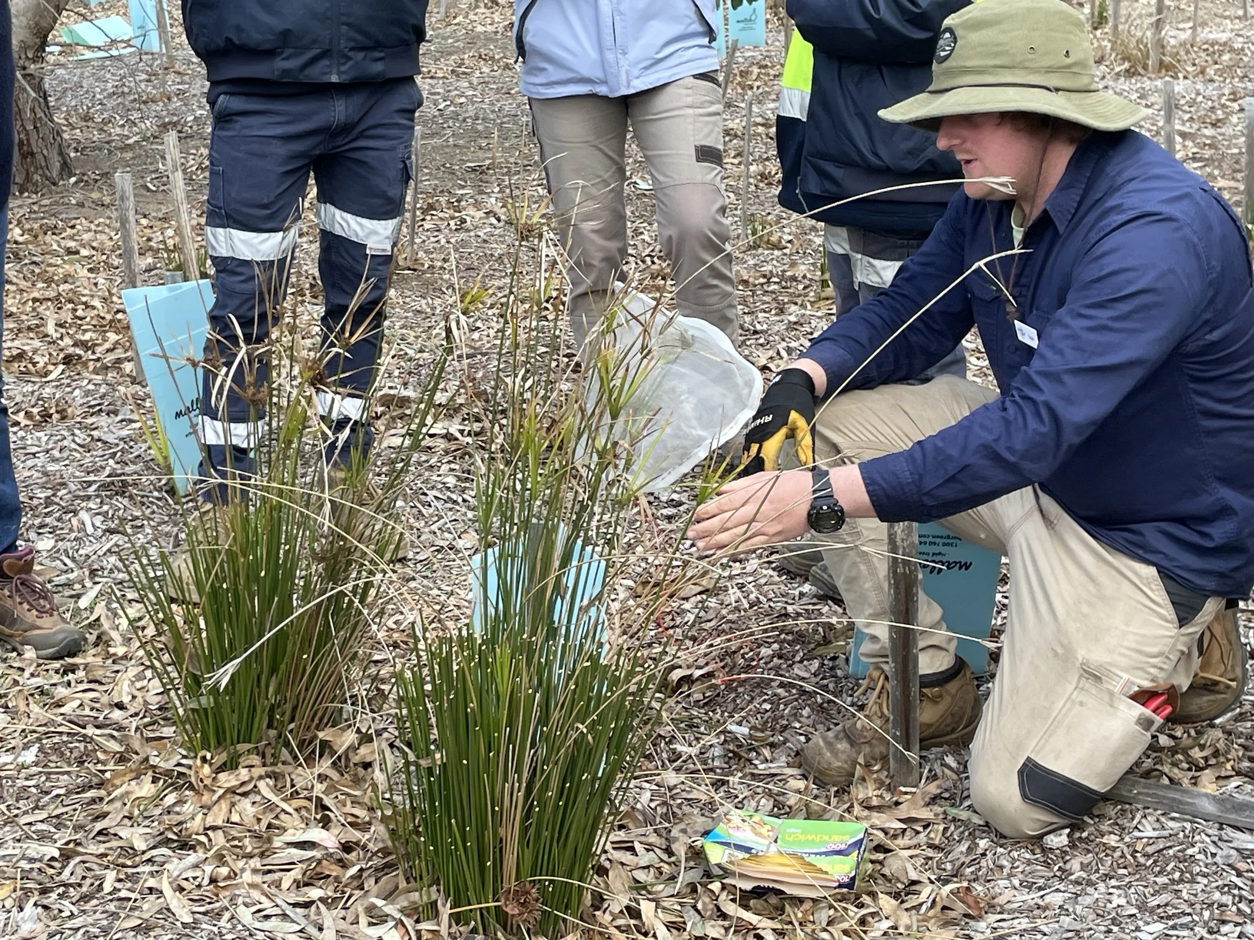 Discovering the Art of Seed Collection and Native Plant Propagation ...