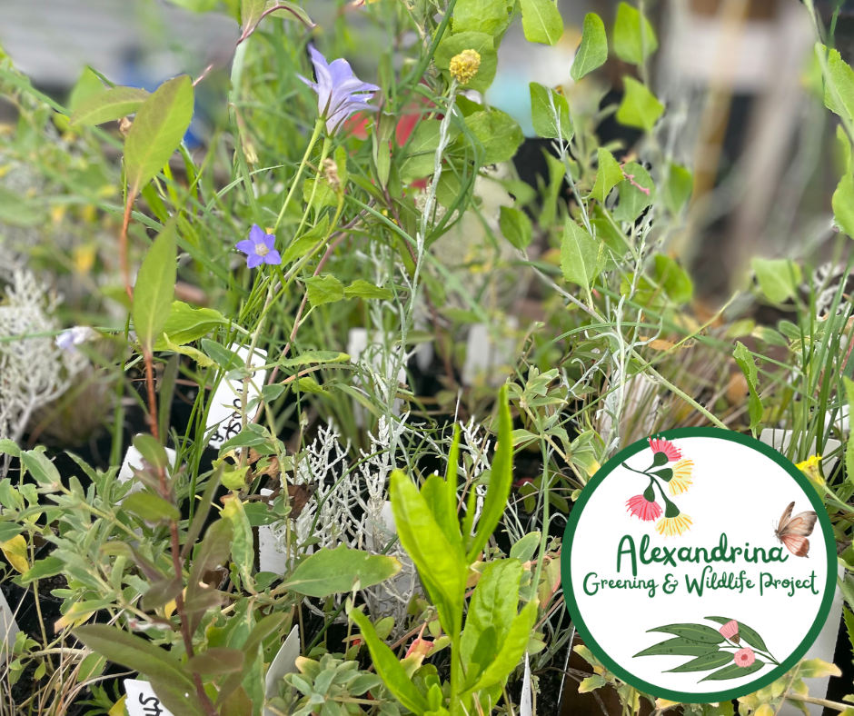 Alexandrina Greening and Wildlife Native Plant Packs *One pack per household limit*