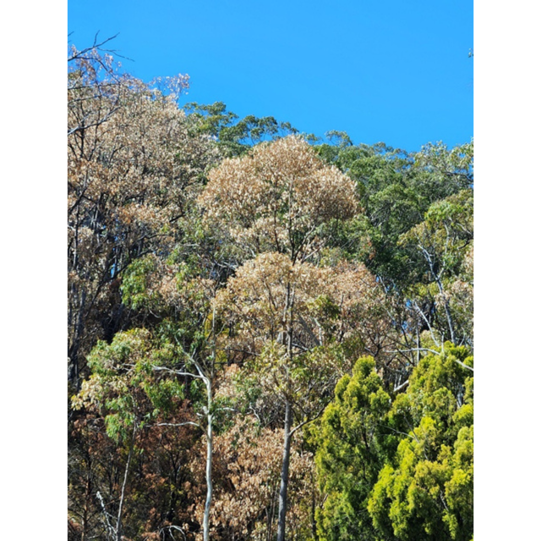 Is Tree Dieback Happening Near You? Help Scientists Track It Across ...