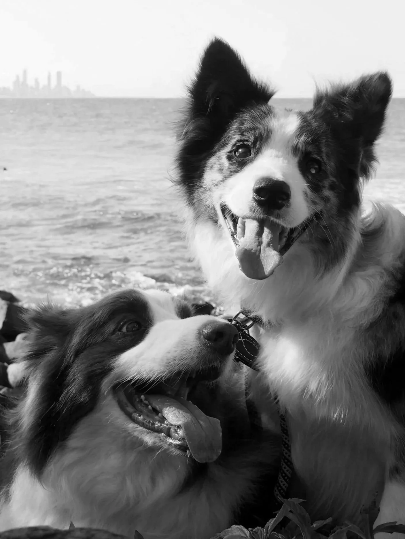 Ollie and Finn, two happy border collies, at the beach with the Gold Coast skyline behind