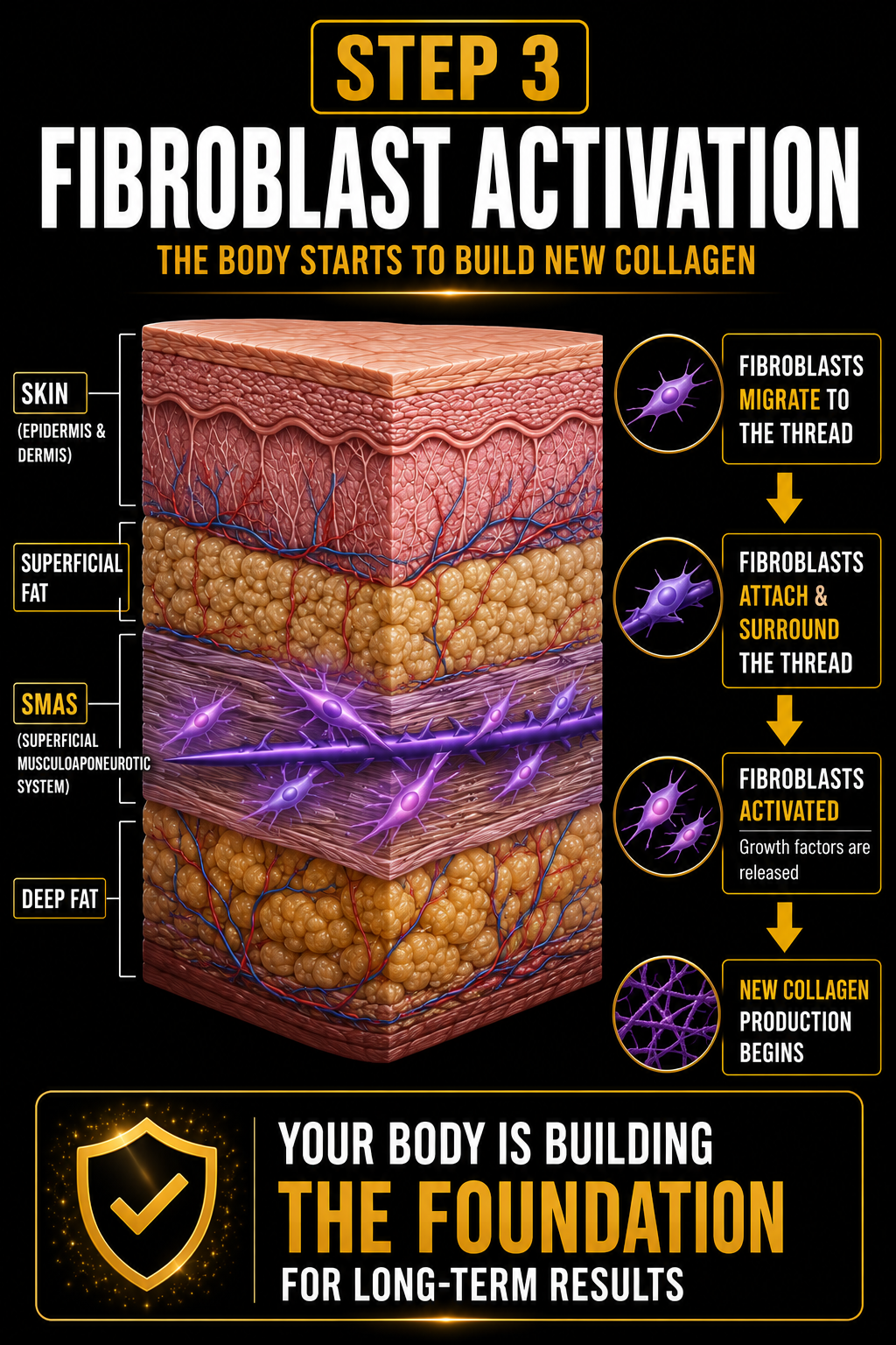 Diagram of step 3 in collagen production showing skin layers, superficial fat, SMAS, and deep fat, illustrating fibroblast migration, attachment, activation, and new collagen production.