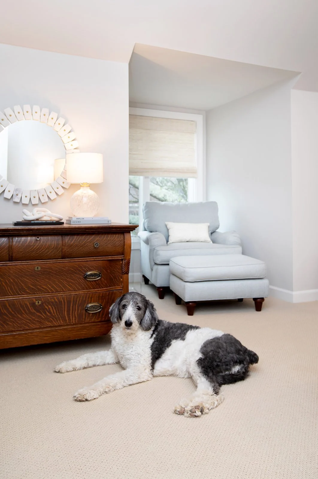 A black and white dog lying on a beige carpeted floor in a living room with a wooden dresser, a round mirror, a table lamp, and a light blue armchair with an ottoman.