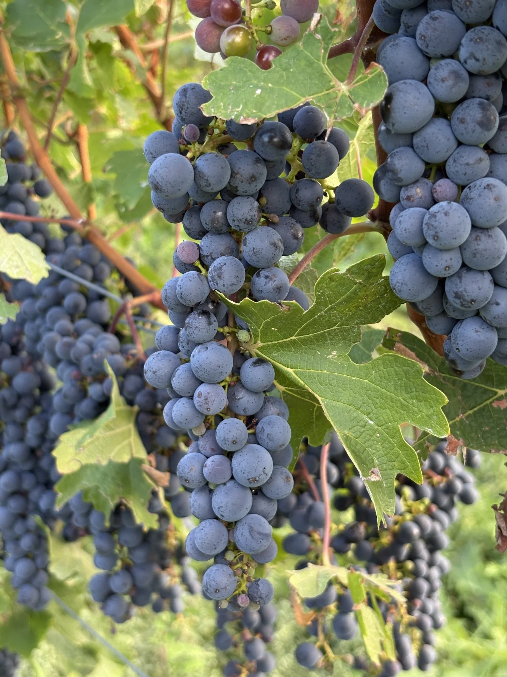 Bild 29.10.25 um 19.25.jpeg