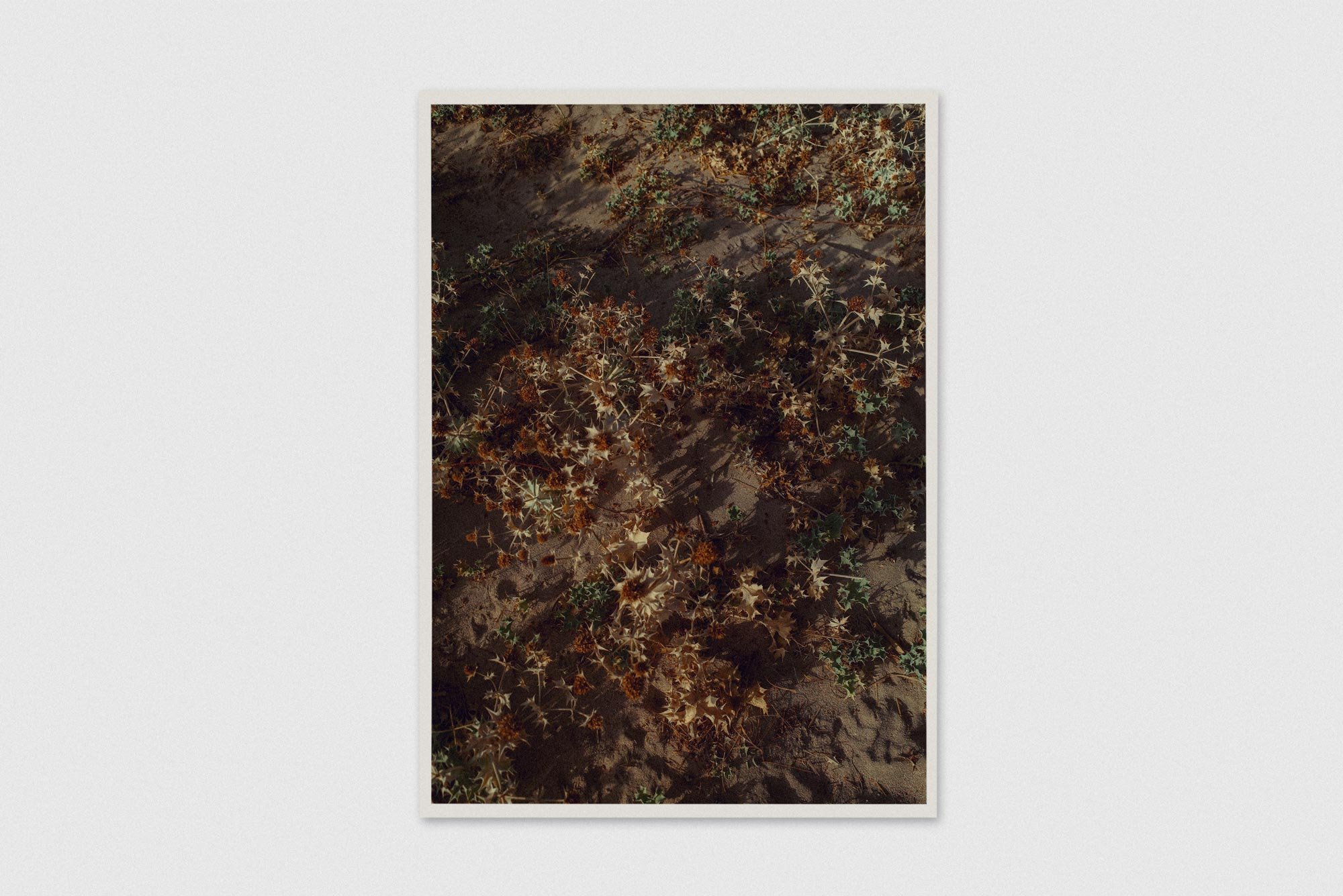 lars-maurer-crete-botanik-print-hahnemuhle-fine-art.jpg