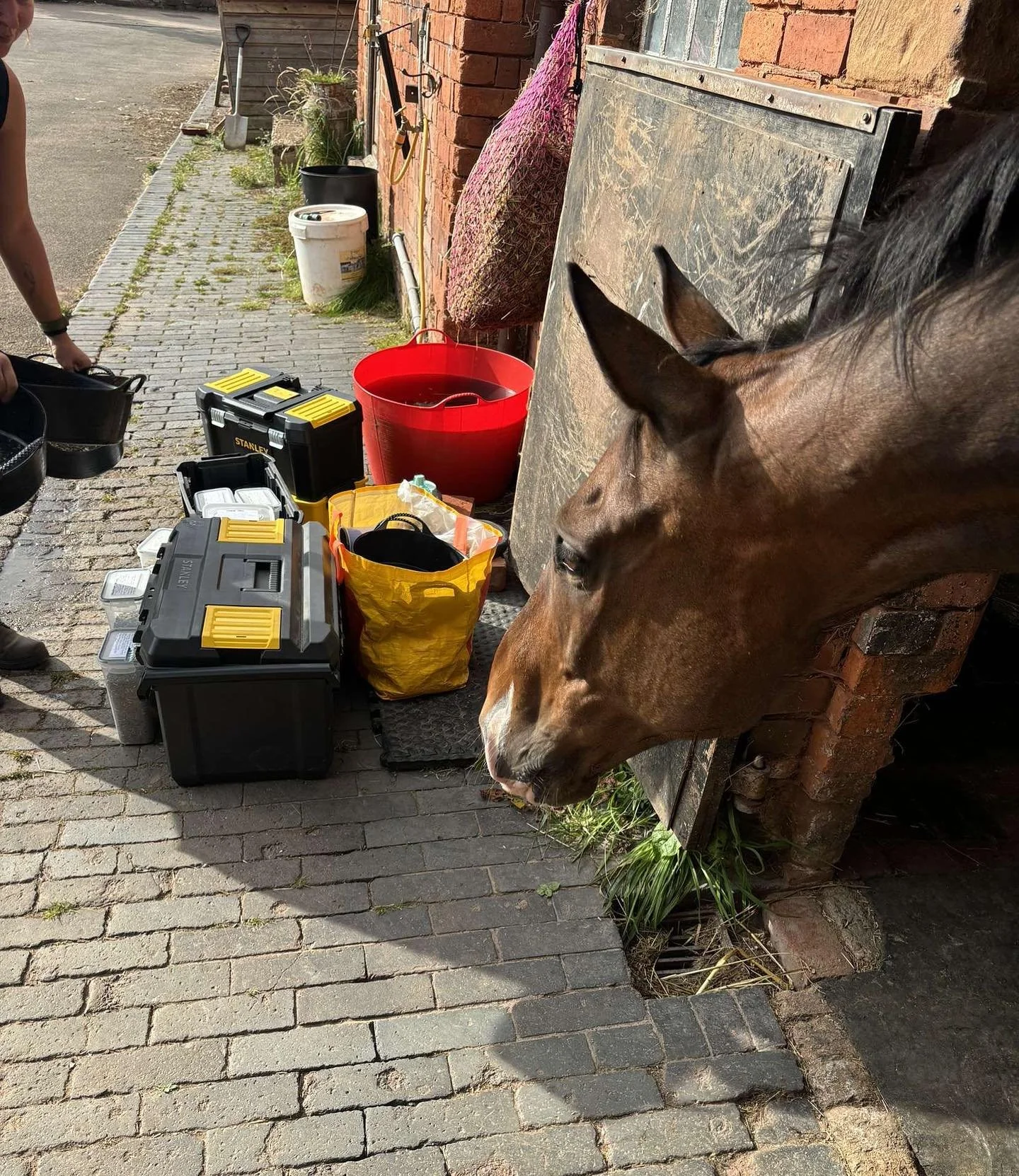 Great session this weekend with the lovely Barney and Hudson 🤍🤎 with some great selections from them both 🌿 

Swipe to the end to see Huddys cute herb covered nose 🥹

#zoopharmacognosy #herbs #herbalselfselection #herbsforhorses #horseherbs
