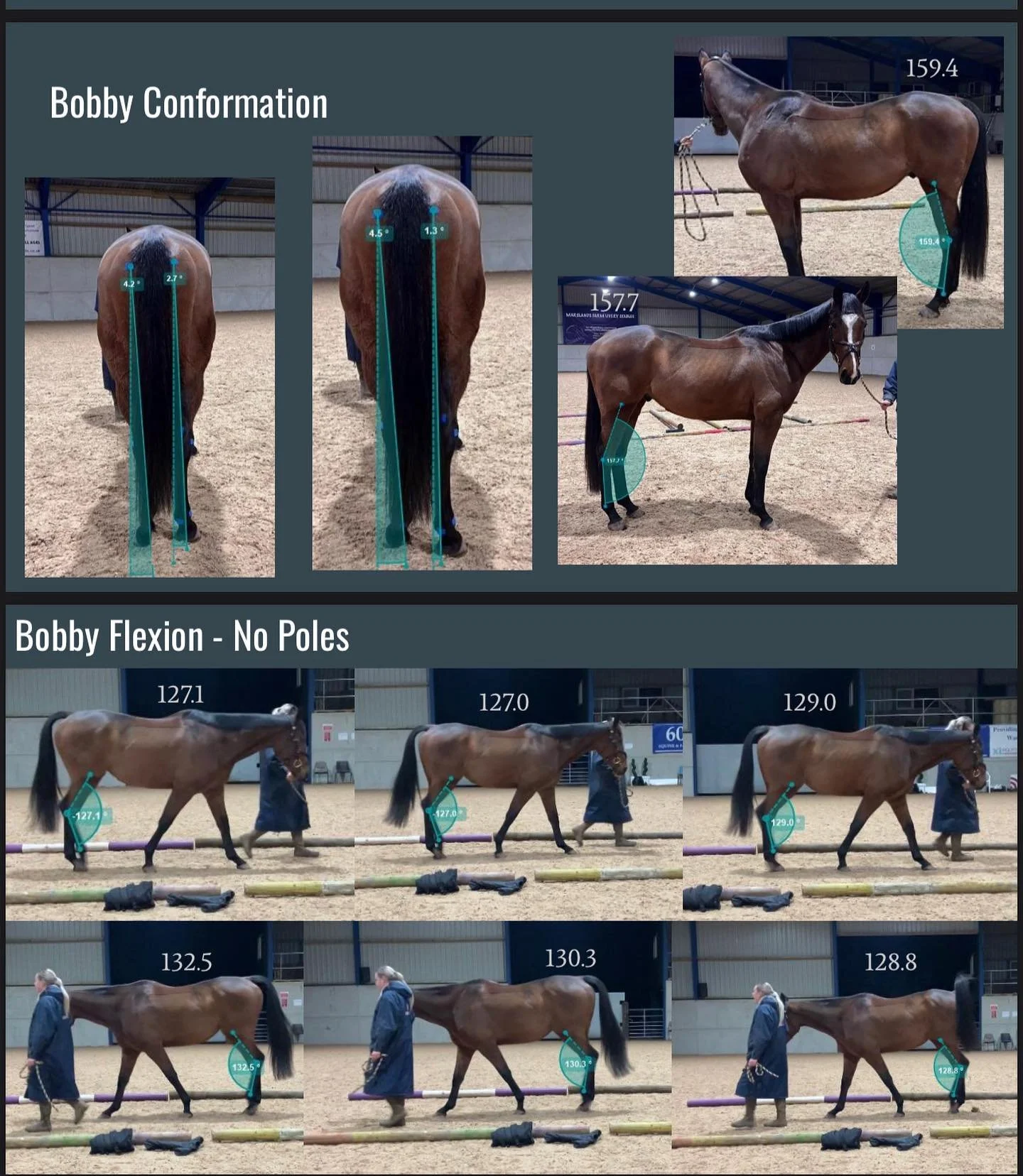 I have recently been reflecting on my BSc dissertation whilst preparing for my MSc 📚📐 and wanted to share some of the results! 

While long lining Lilly over poles one day, I noticed there was medio-lateral (side to side) deviation in her limbs, wh