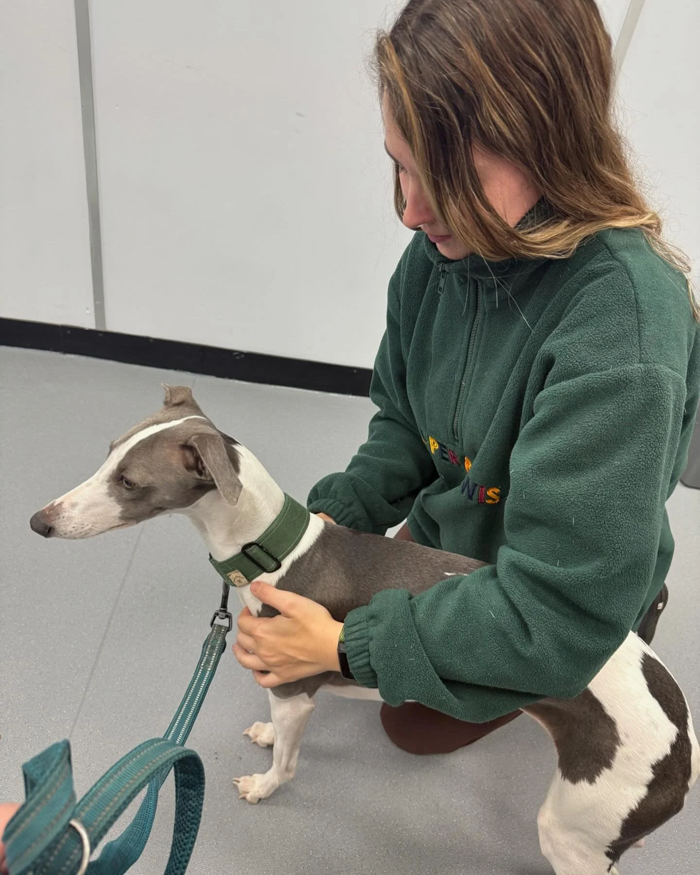 Last weekend I spent a super interesting two days at McTimoney college learning now to assess, massage and stretch dogs 🐶🐕 in preparation for the beginning of my McTimoney animal chiropractic masters in January!

At the end of November, once my can