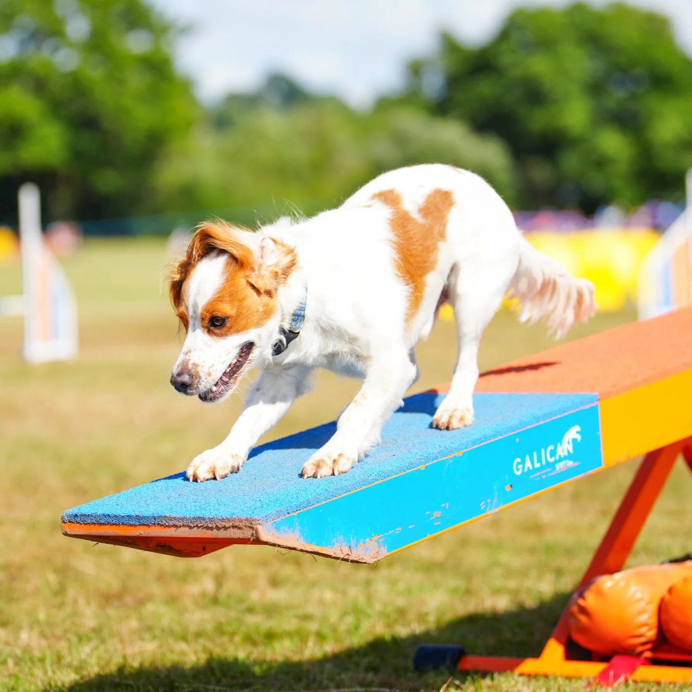 Dog Agility See Saw 