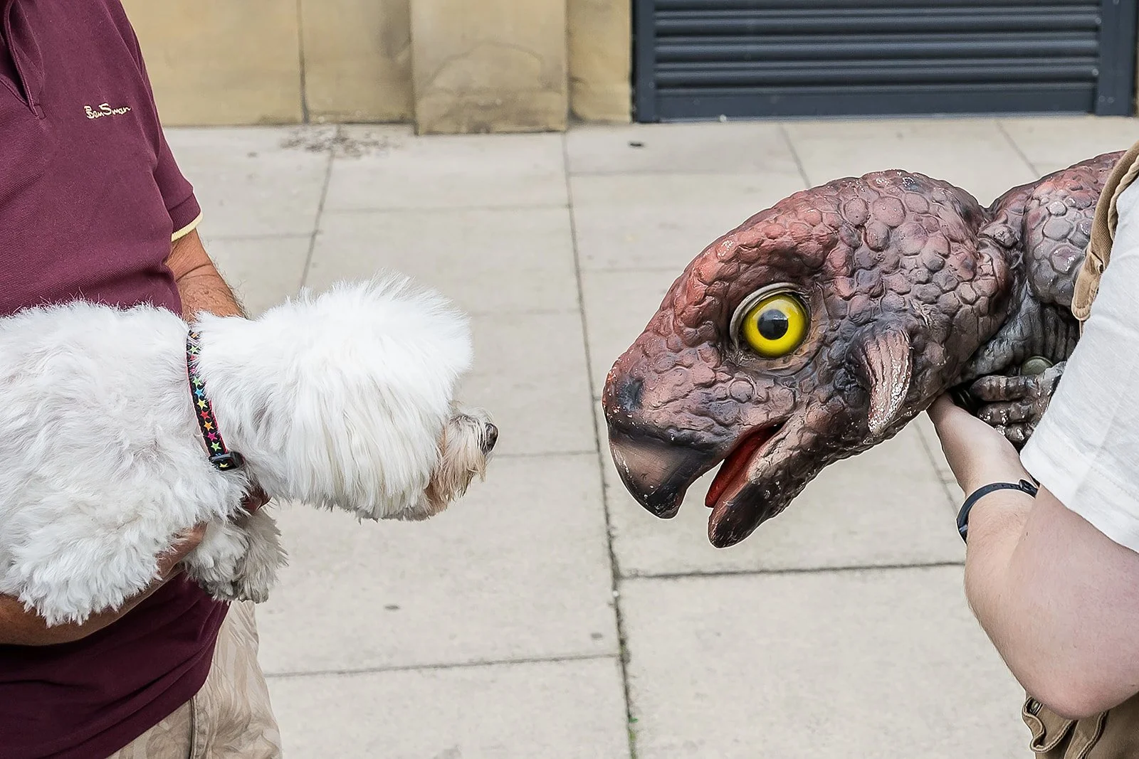 Brighouse_DinosaurDAy_25_ (477 of 558).jpg