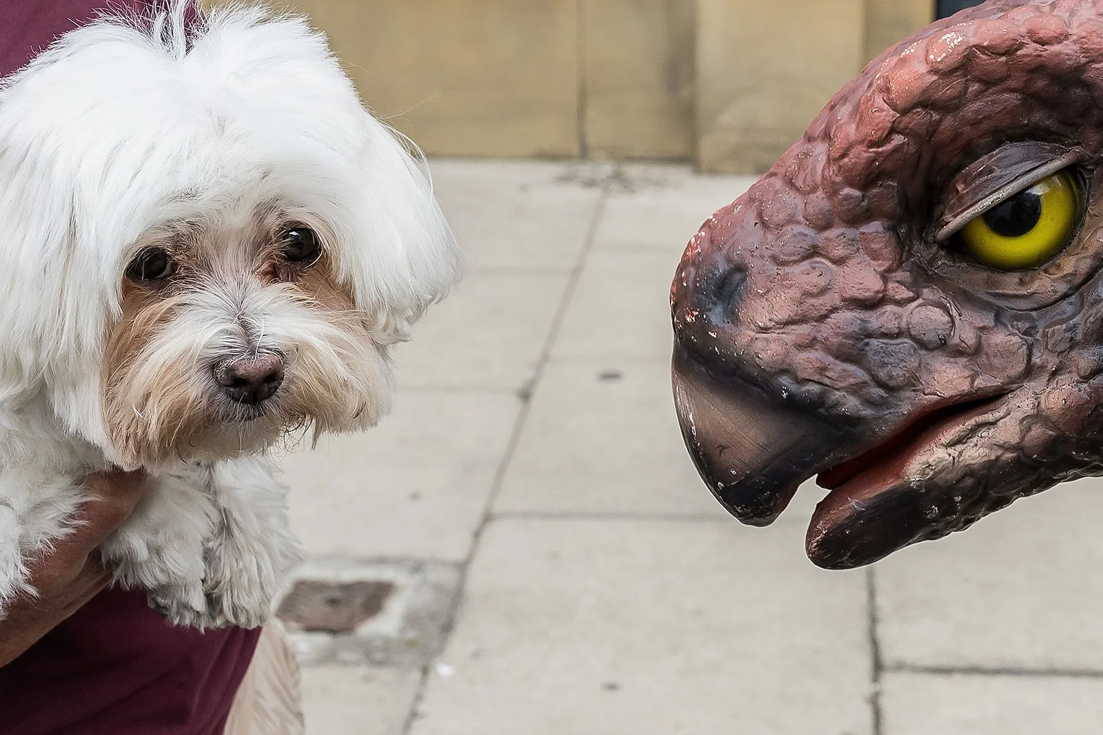 Brighouse_DinosaurDAy_25_ (478 of 558).jpg
