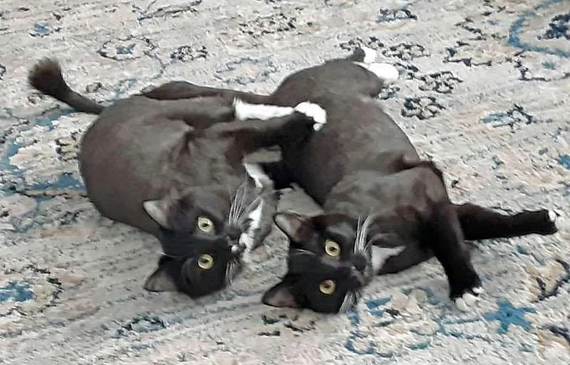 Meet Regina and Dixie: Two Loving Tuxedo Sisters in Need of a New Home