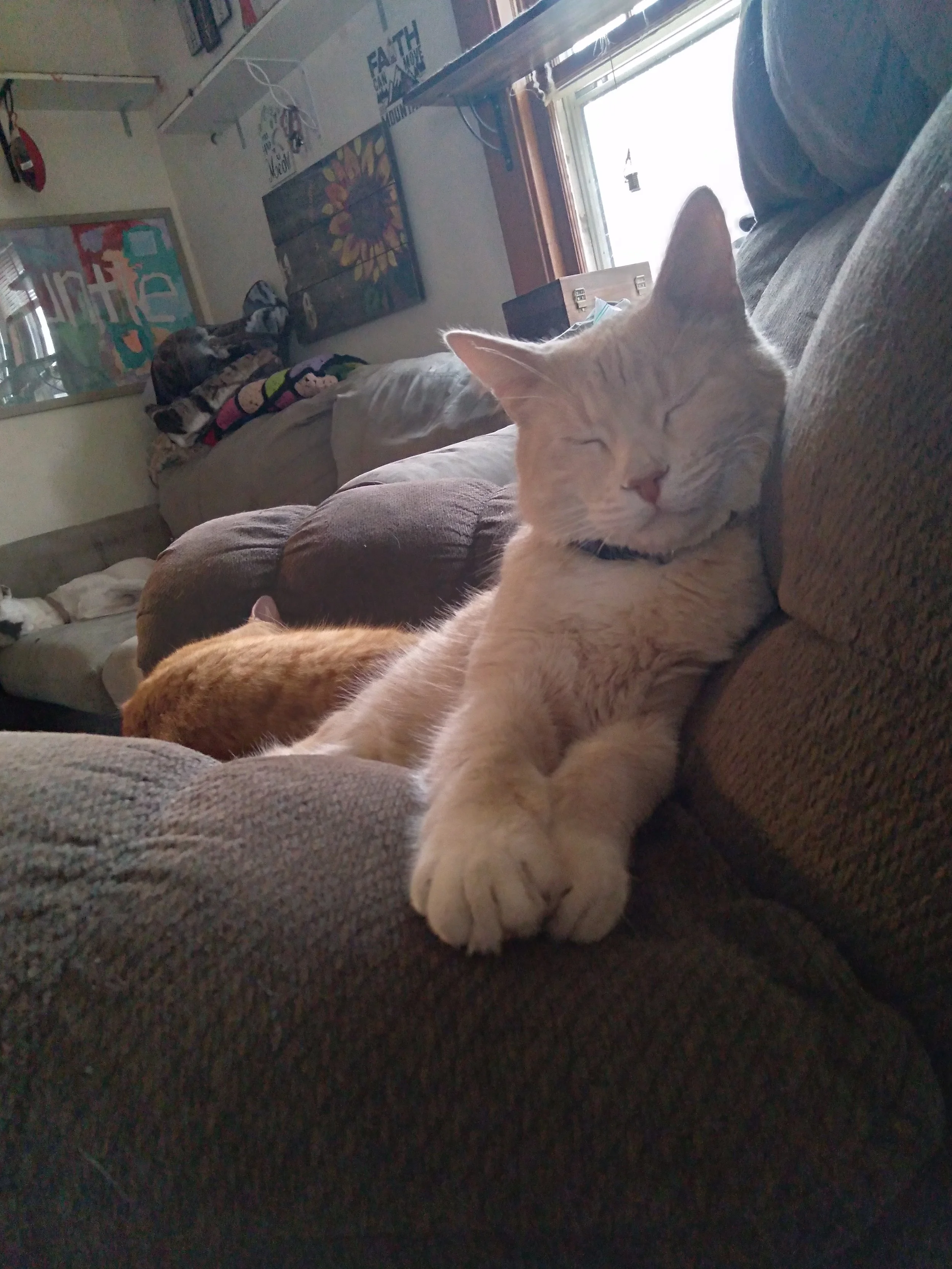 Meet Sprout: A Gentle Soul Looking for His Perfect Family