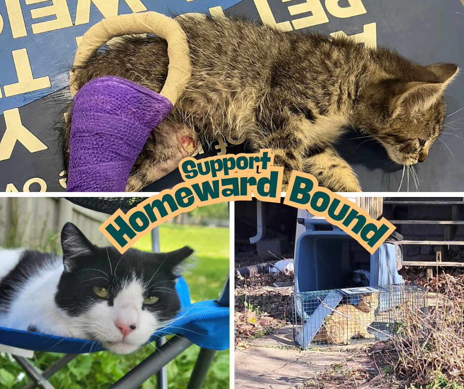 Give to Grow Match Day: Support Homeward Bound!