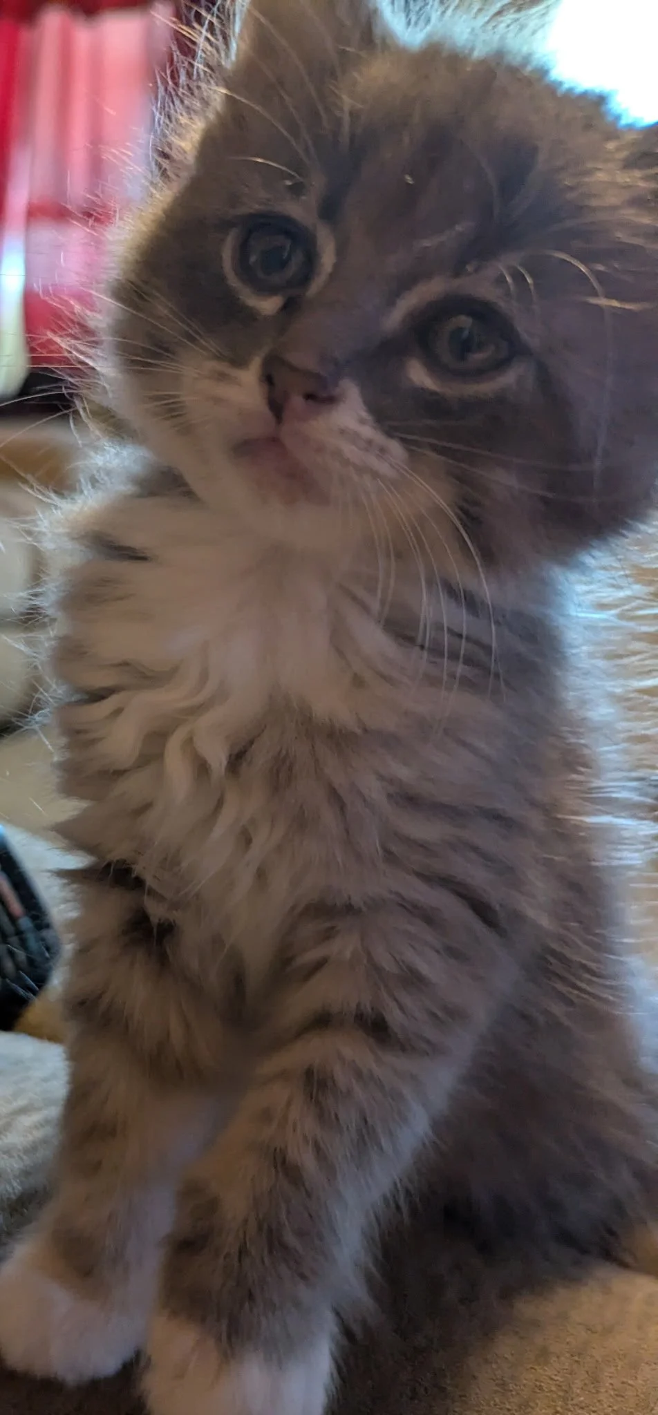 Misty is a playful, curious kitten who loves toys, exploring, and keeping up with the action. She is vaccinated, litter box trained, and currently in foster care.