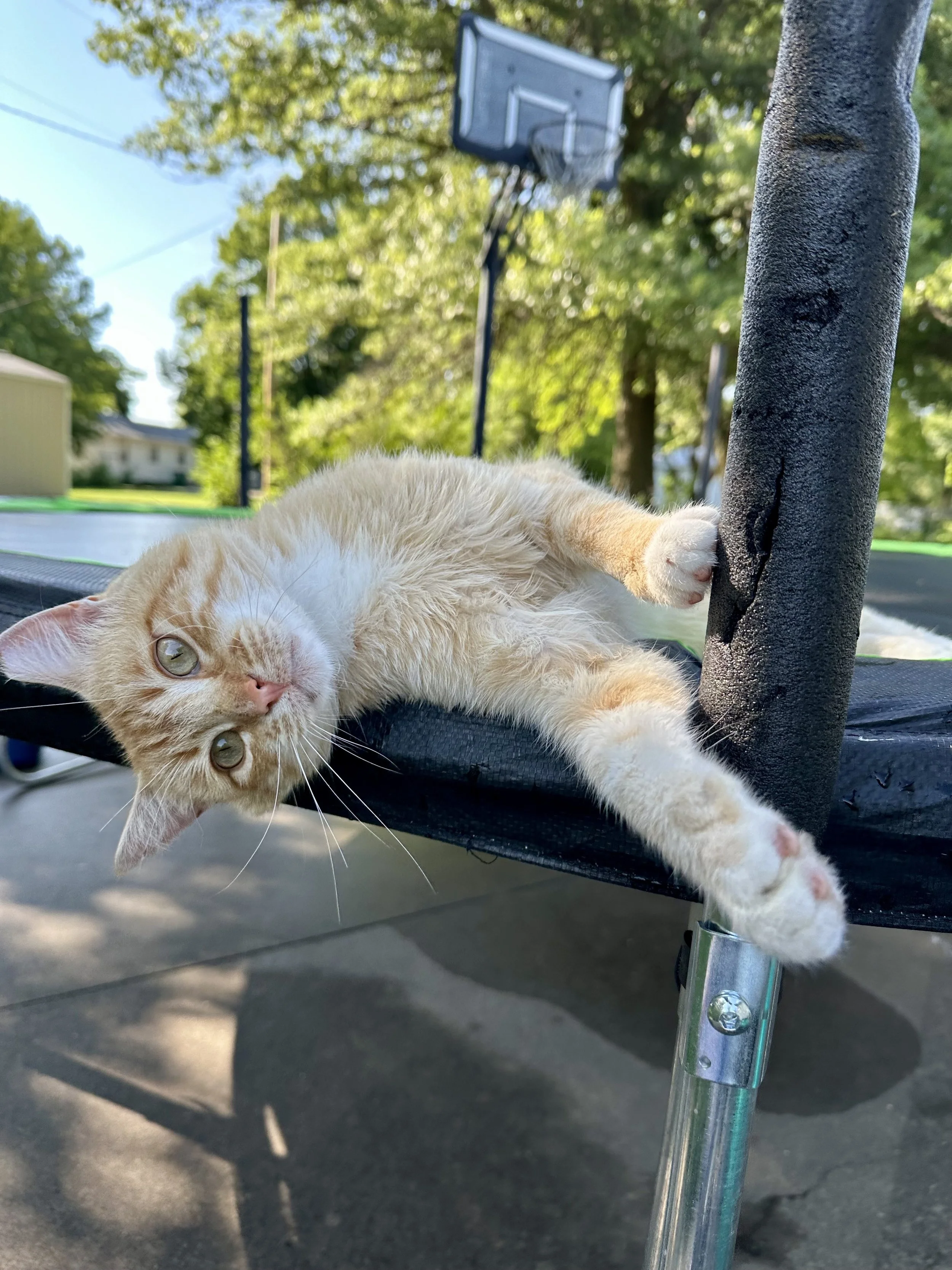 Male | ~2 Years Old | Best as Only Cat
Scraps is a chatty, affectionate boy with a big personality. He’s playful, curious, and thrives in a calm home where he can be the center of attention.