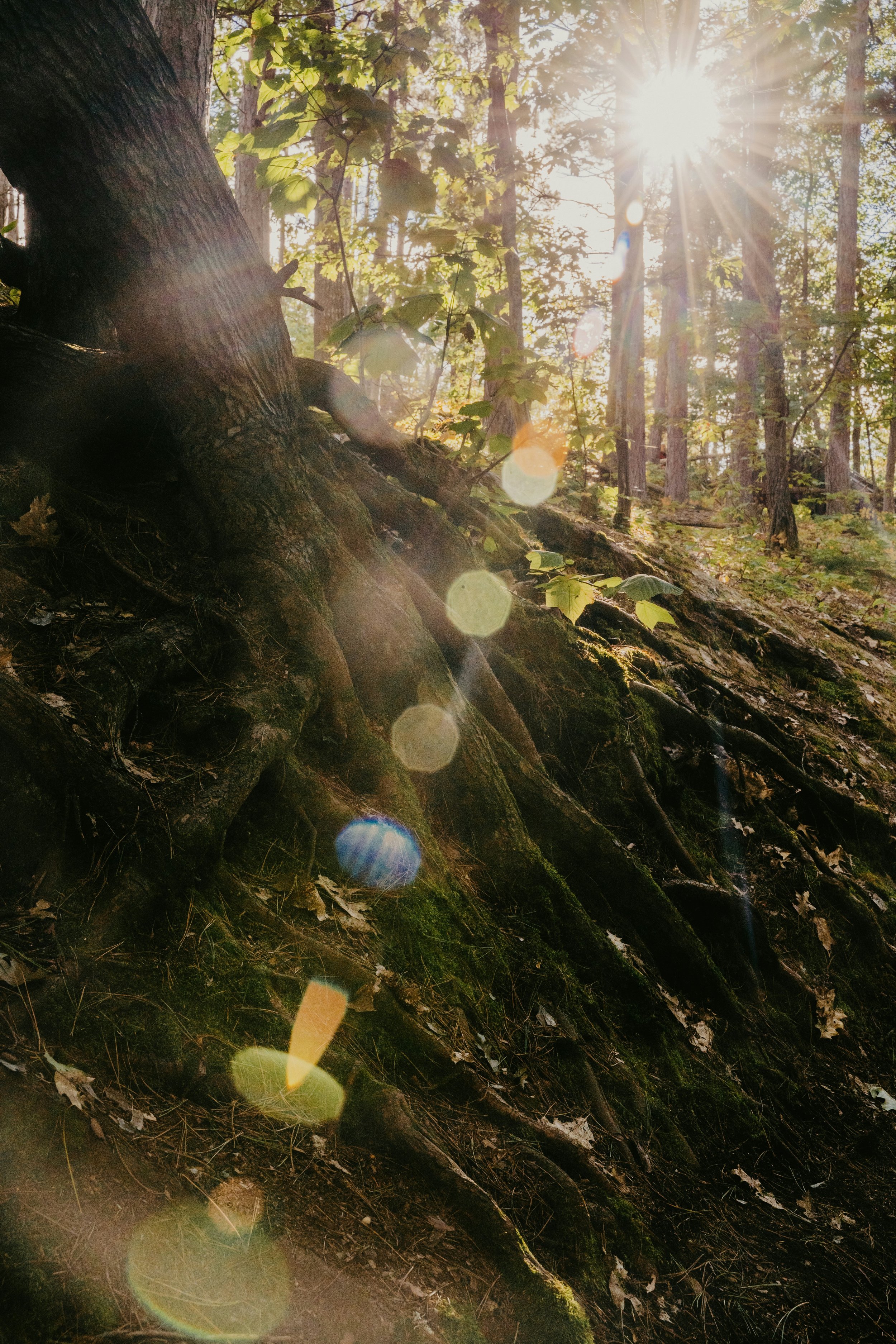 Tree roots and sunlight