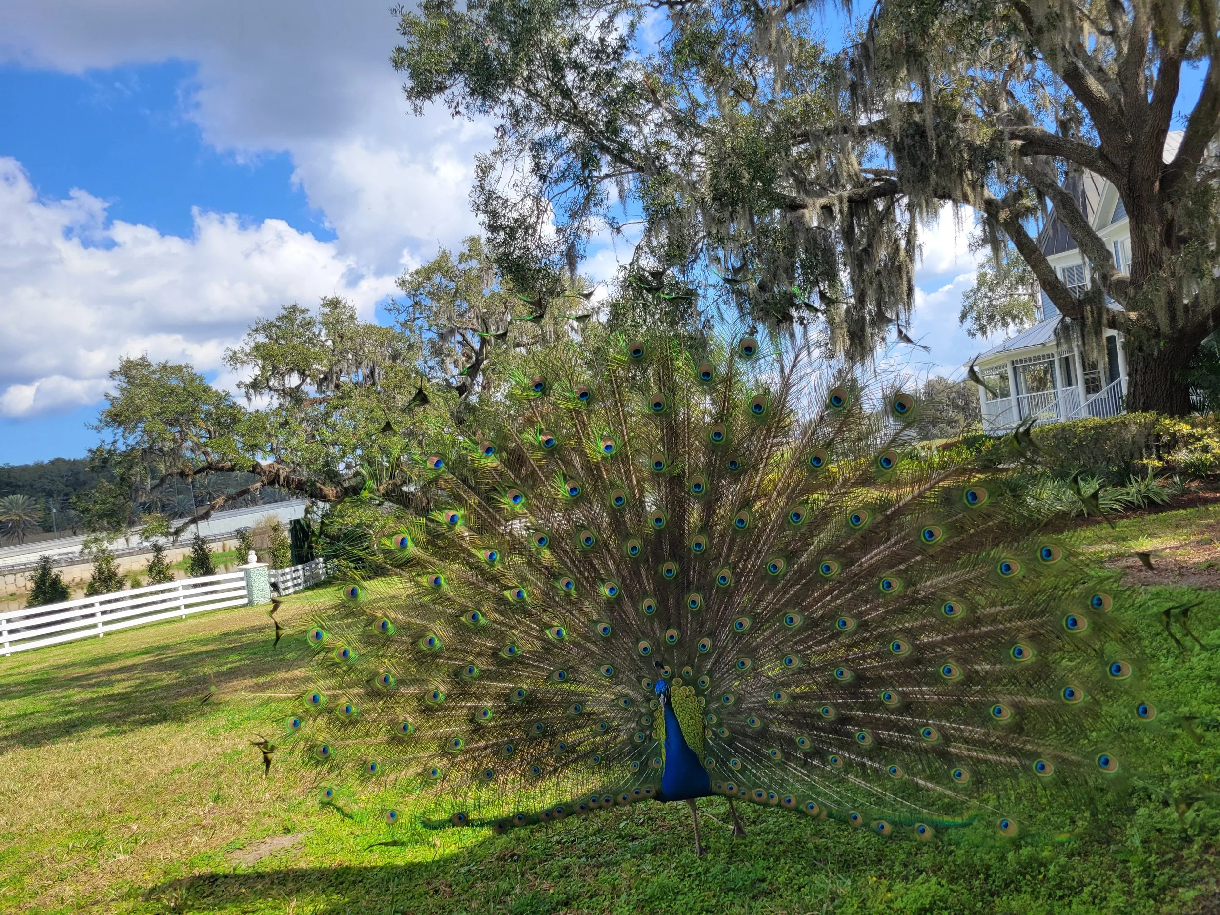 Celebrating Spring 🌸✨
