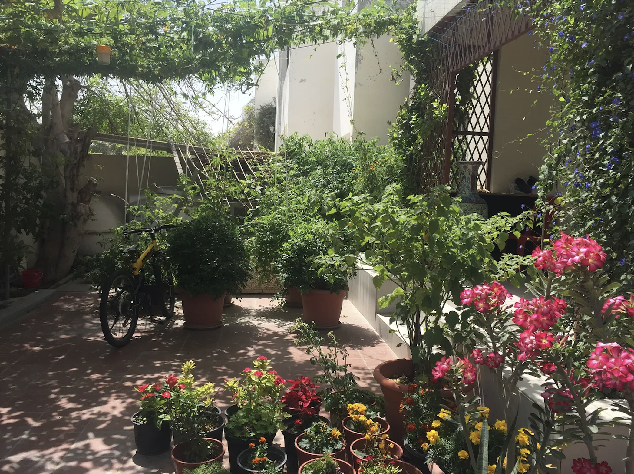 The Kitchen Garden