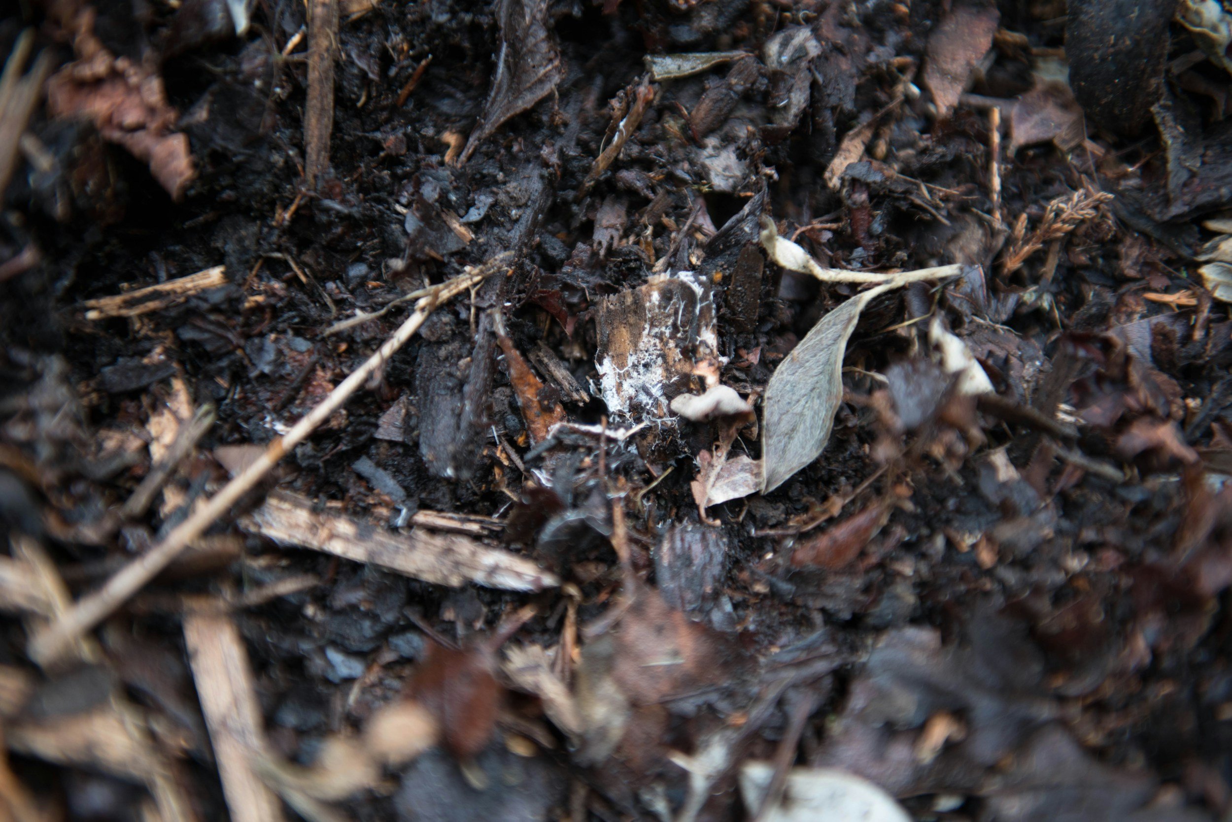 Close-up of dark, moist soil with decaying leaves, twigs, and organic debris, featuring a small, white, cocoon-like structure in the center.