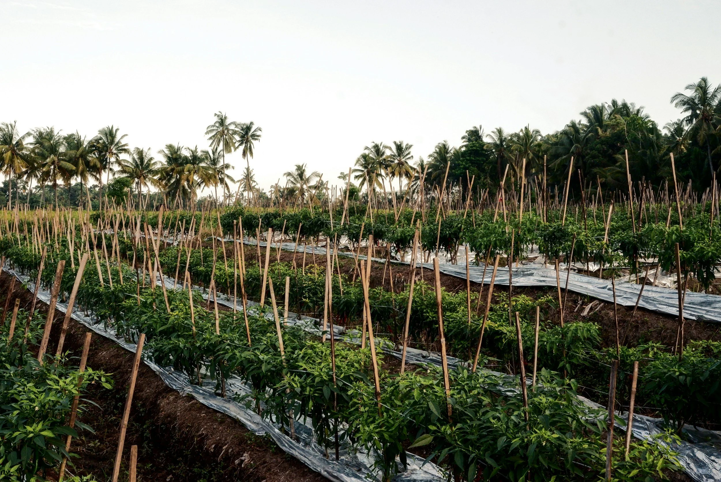 How Much Does a Regenerative Farm Design Cost?