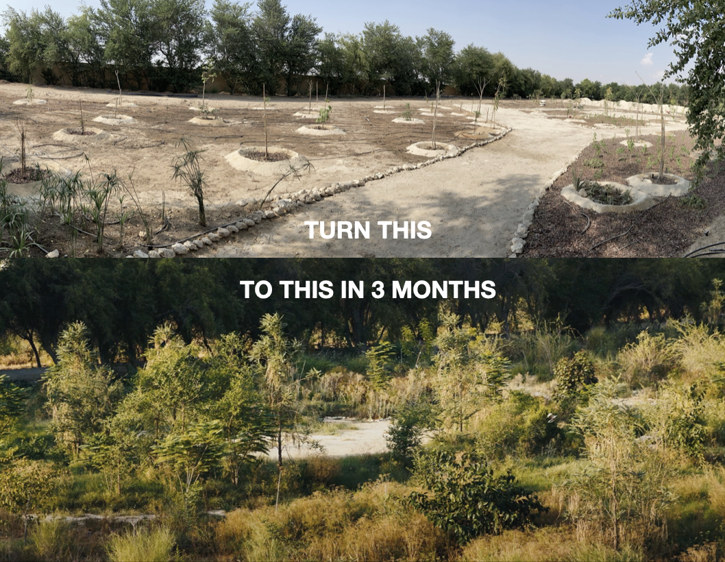 A before-and-after comparison of a landscaped yard, with the top showing a barren, cleared area with small trees and a dirt path, and the bottom showing the area three months later with lush, overgrown greenery and trees.