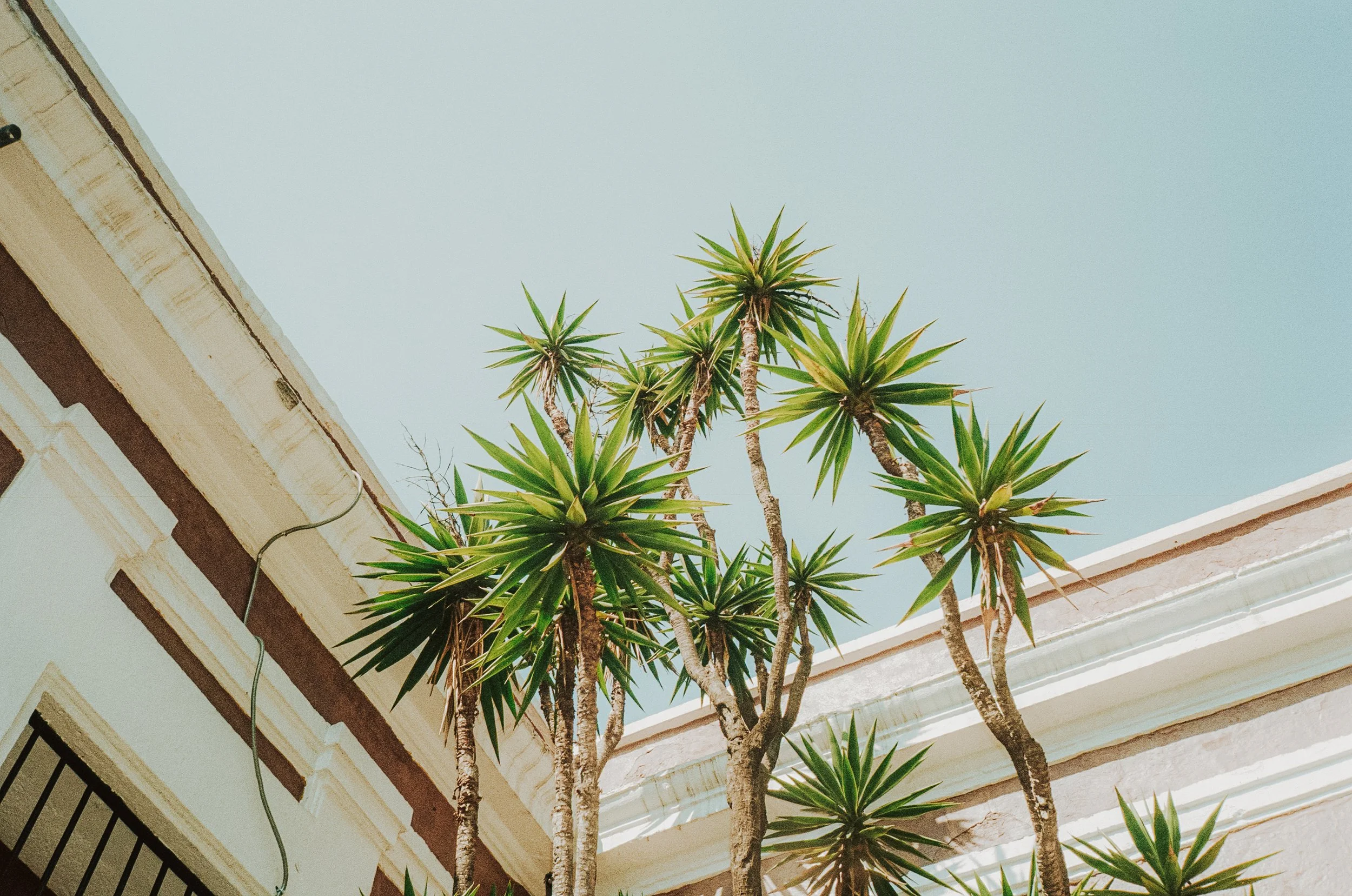 Mexico City on Film, December 2025-71.jpg