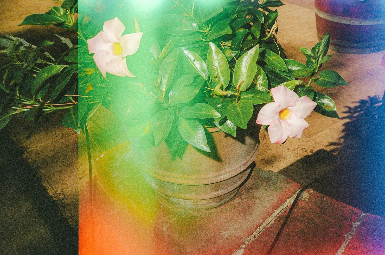 Elle and Zan_ Film-35.jpg