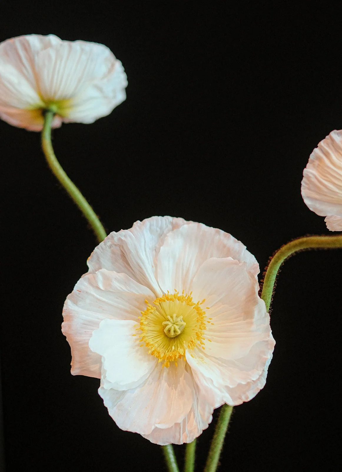 Brass Poppy Opening Event-21.jpg