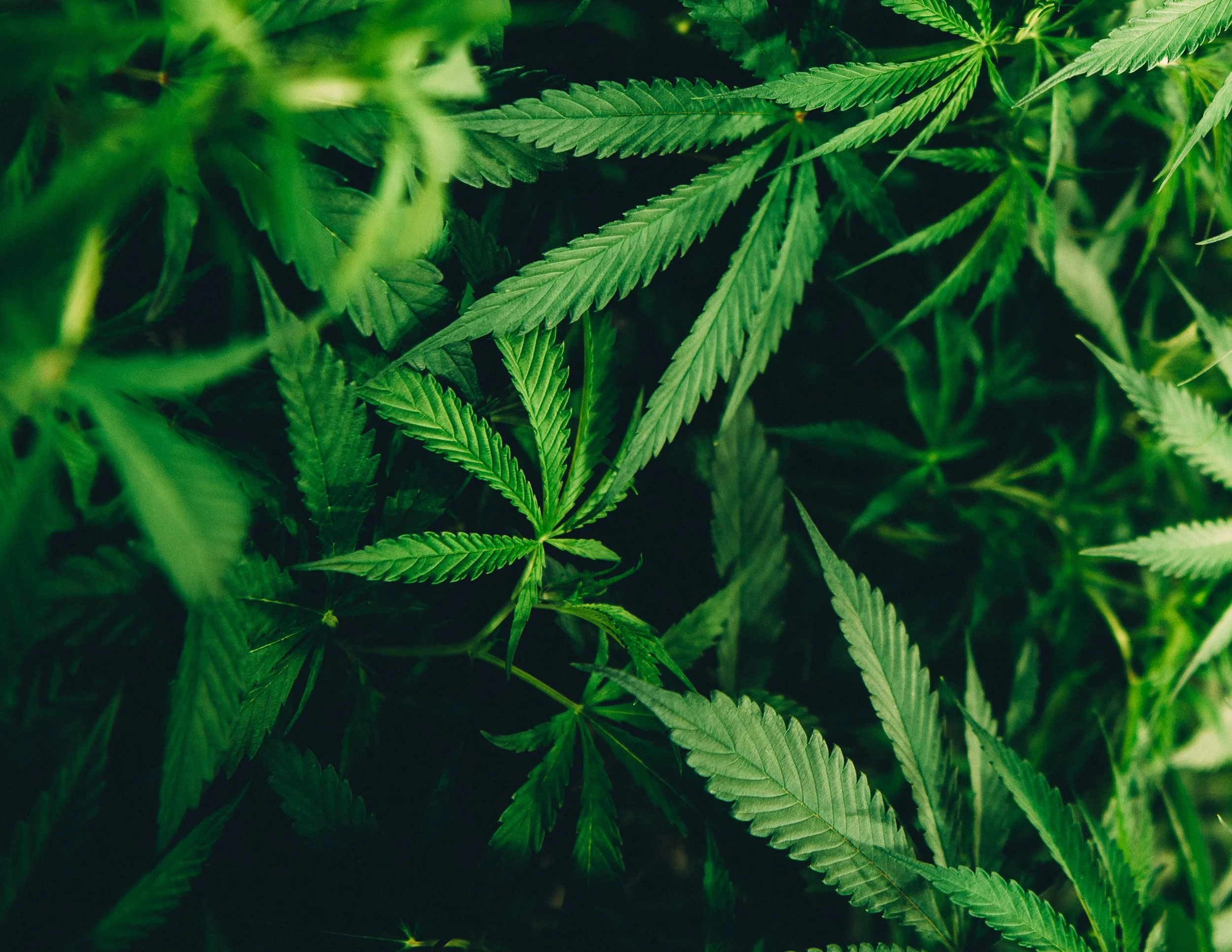 Aspire® Cannabis