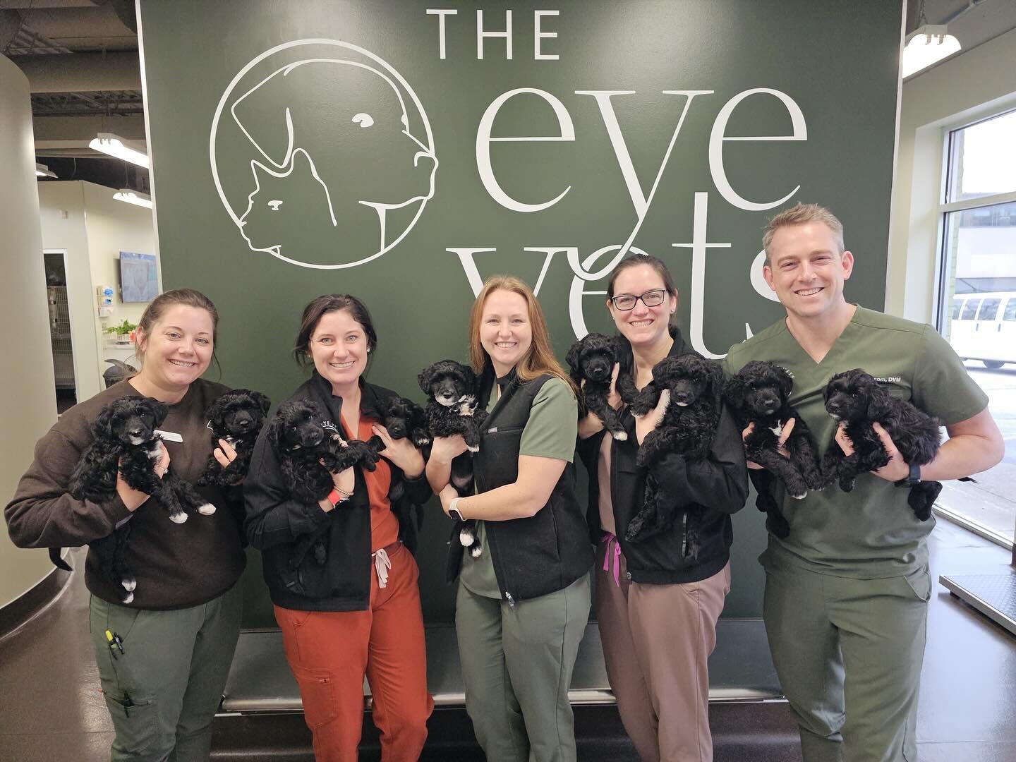 We perform eye exams on puppies too! Today it was NINE Portuguese water dog puppies to be exact!

The Orthopedic Foundation for Animals (OFA) runs the Companion Animal Eye Registry, formerly known as CERF. The purpose of the OFA eye exams is to provi