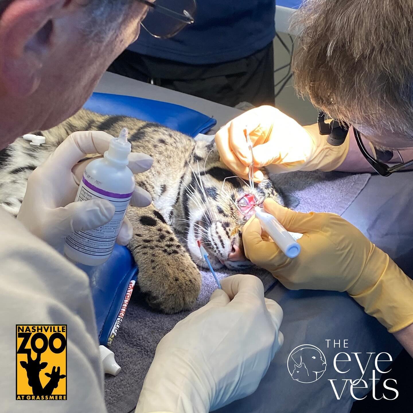 The Eye Vets visits the Nashville Zoo! Dr. Bergstrom and Dr. Lou Laratta had the opportunity to operate on one of the treasured Clouded Leopard cubs at the zoo. The cub began squinting its right eye and was found to have a dermoid - a piece of haired