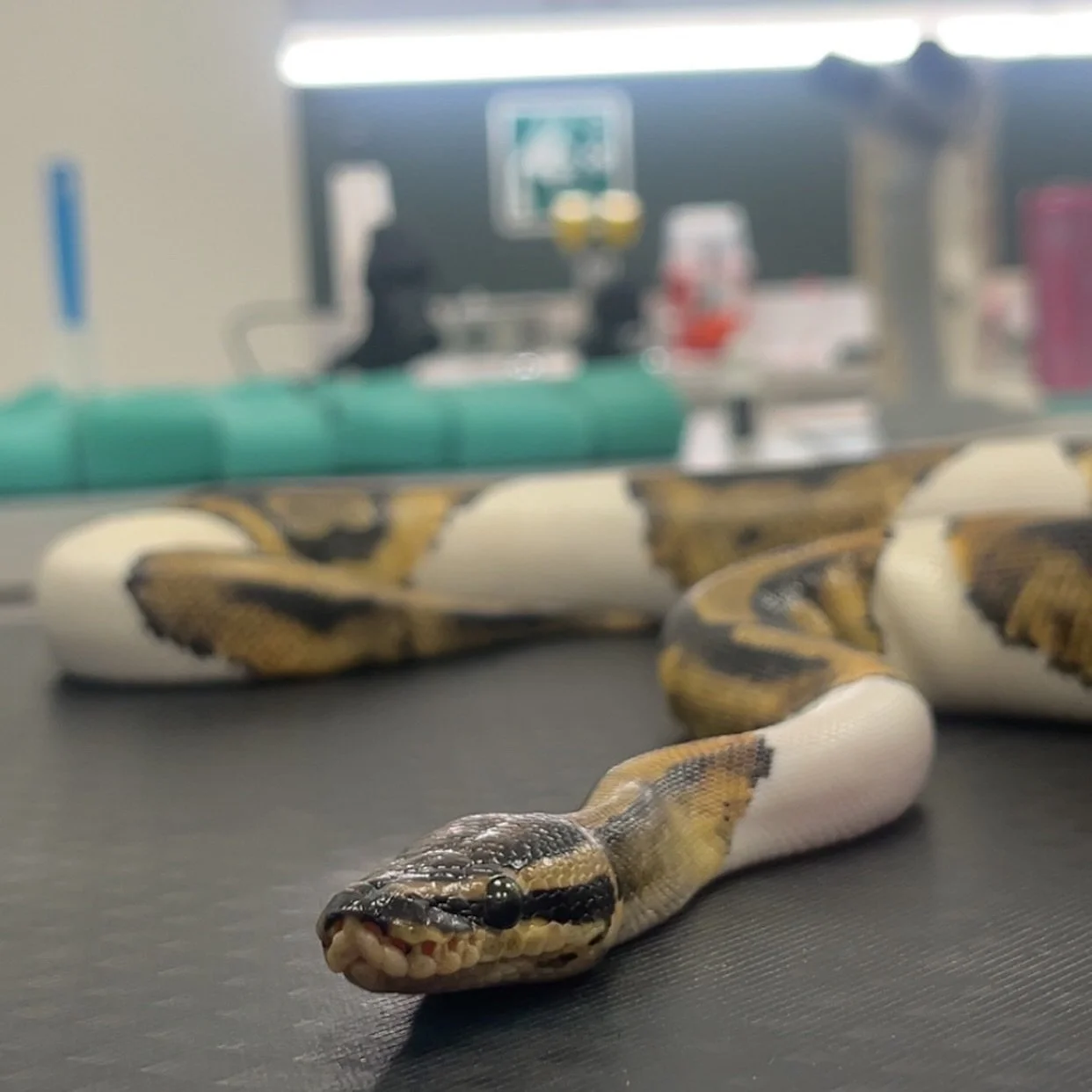 We welcomed some new 🐍 exotic 🦎 friends 🐉 to our offices in July!