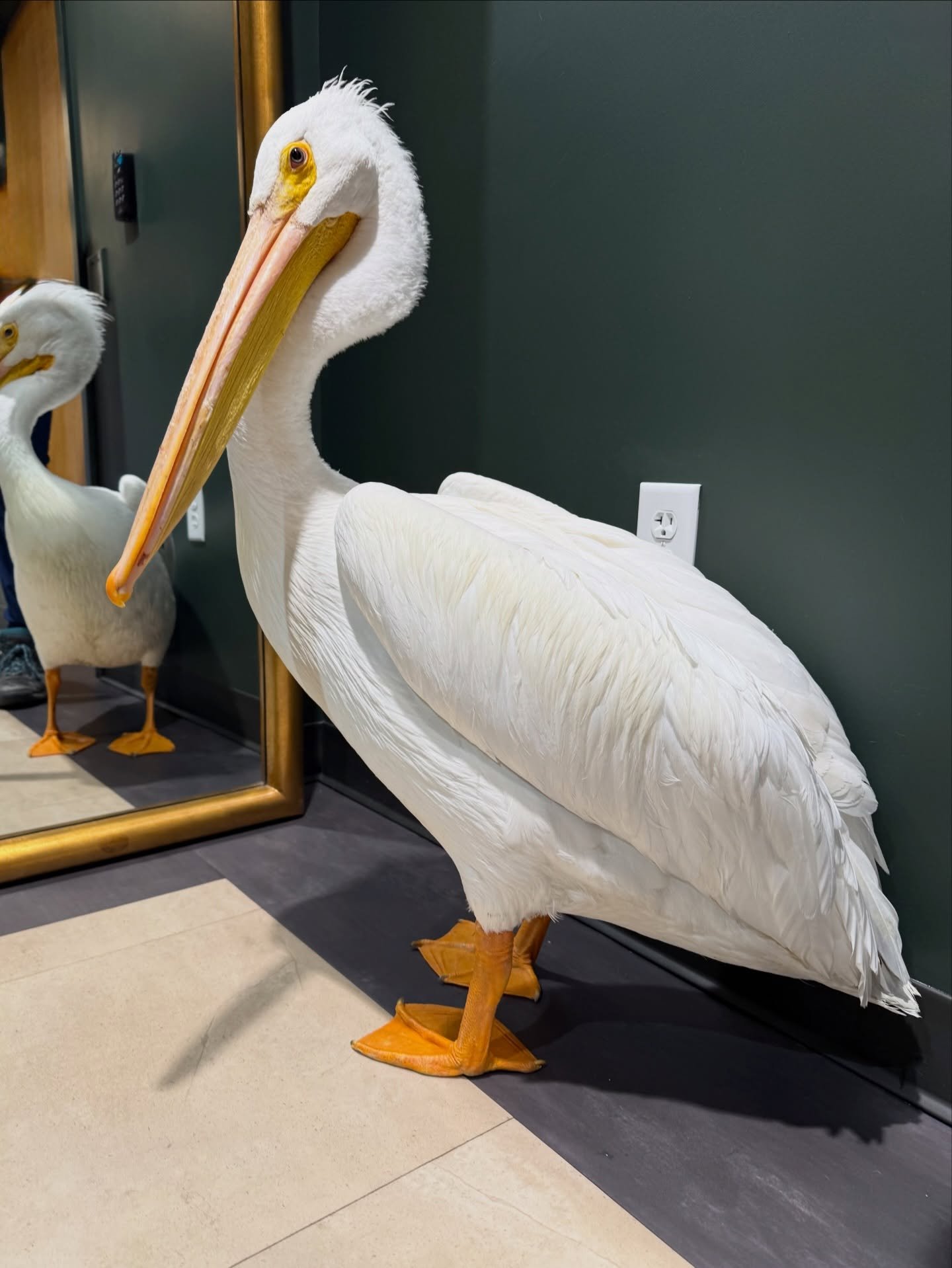 Big Bird visits The Eye Vets! 

Not actually THE Big Bird but he was big! Dr. Minaldi examined a beautiful American white pelican this week because of an injury to his right eye. He determined that the bird sustained a severe retinal injury which cau