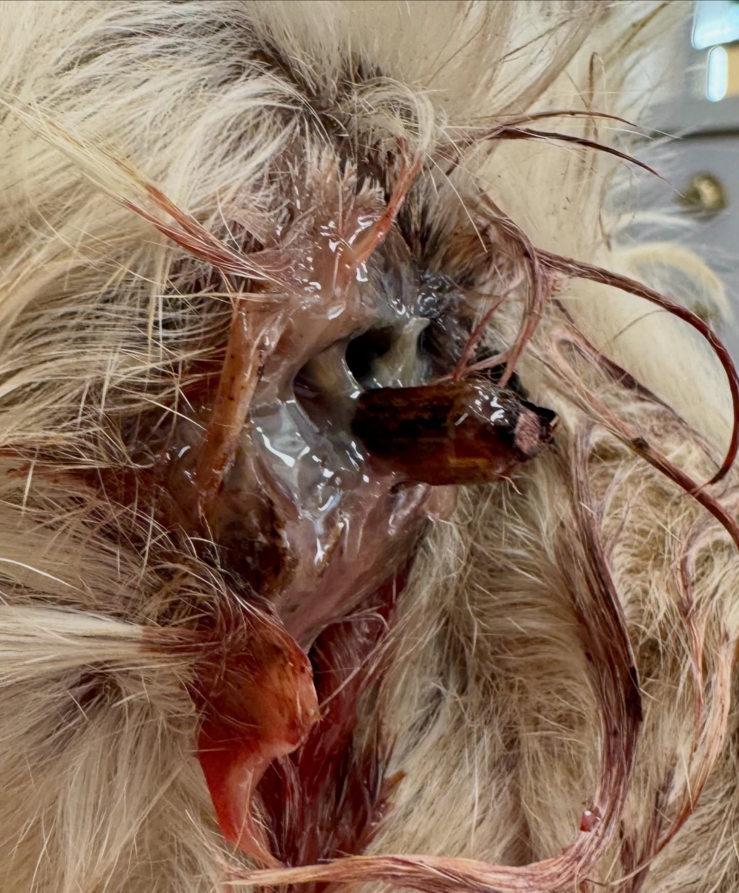 ⚠️VIEWER DISCRETION IS ADVISED!⚠️

This is truly an amazing case - one of the worst traumatic injuries we&rsquo;ve seen. This sweet labradoodle came to us for evaluation of a &ldquo;stick in the eye.&rdquo; We see corneal foreign bodies quite often a
