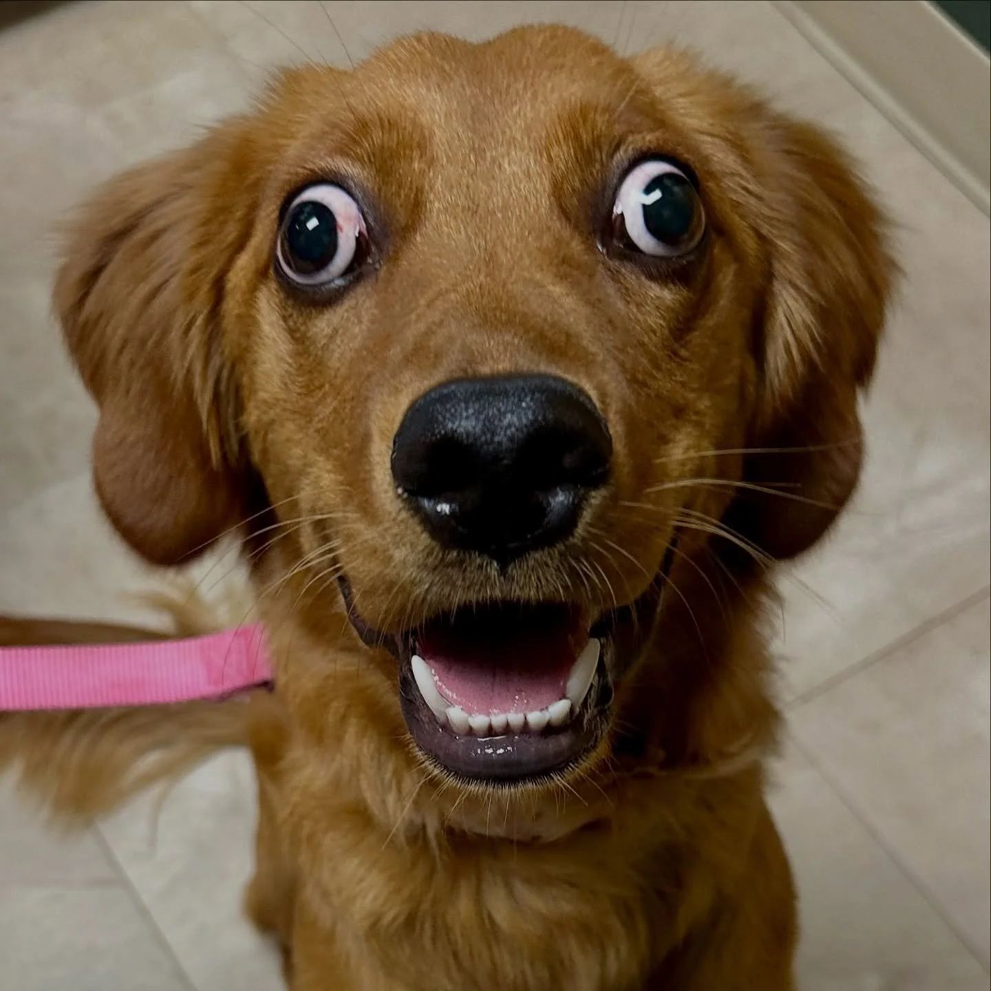 No, this is NOT AI generated and this dog is not just excited to see us.

When your dog suddenly develops a &ldquo;bug-eyed&rdquo; appearance, it may be more than just excitement.

This sweet dog developed what&rsquo;s called extraocular myositis. As