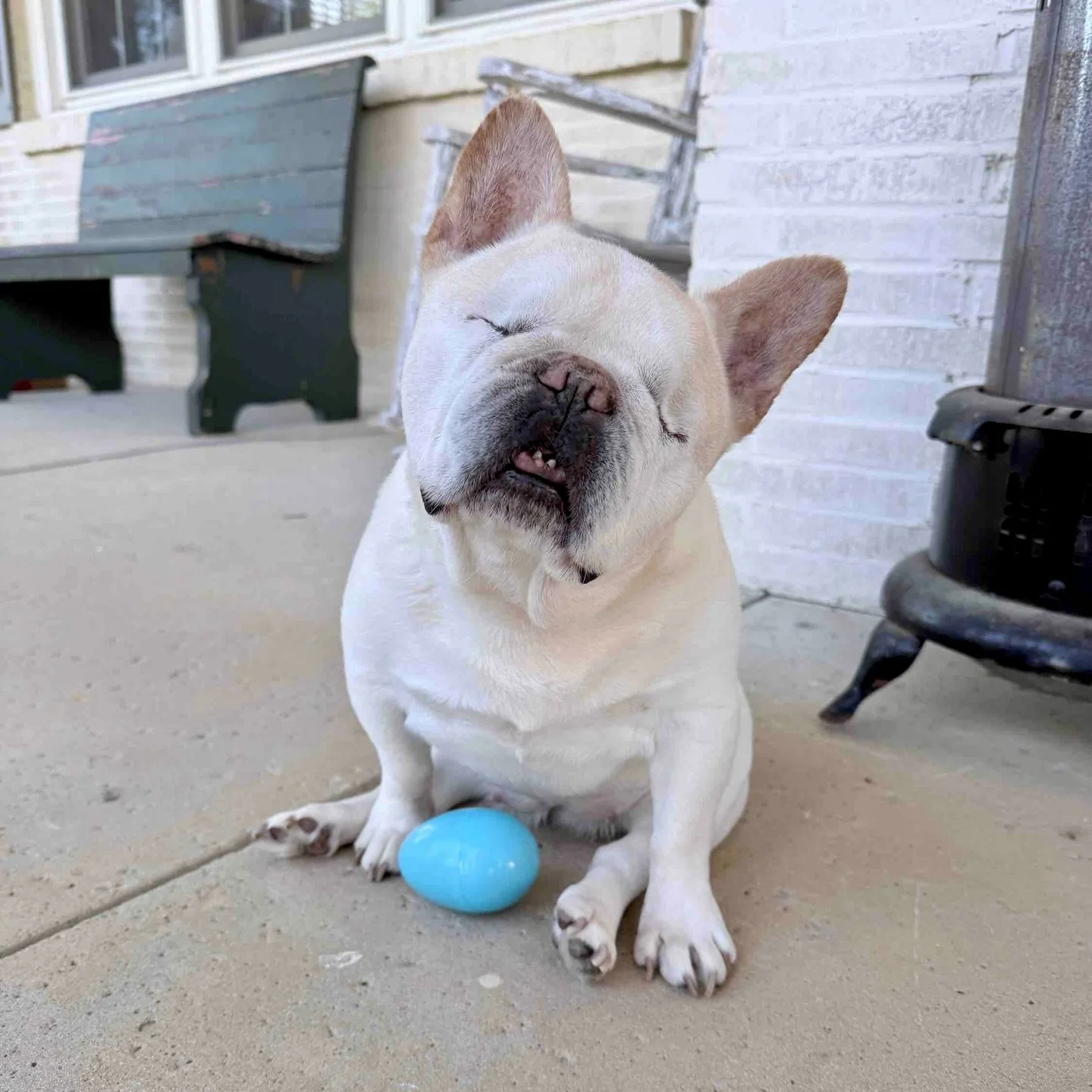 Sunny doesn&rsquo;t see the world the way we do&hellip; but she doesn&rsquo;t let that stop her from living fully in it. 💙

This past Sunday, Sunny won an Easter egg hunt&mdash;against other sighted dogs.

Sunny lost both eyes to glaucoma after year