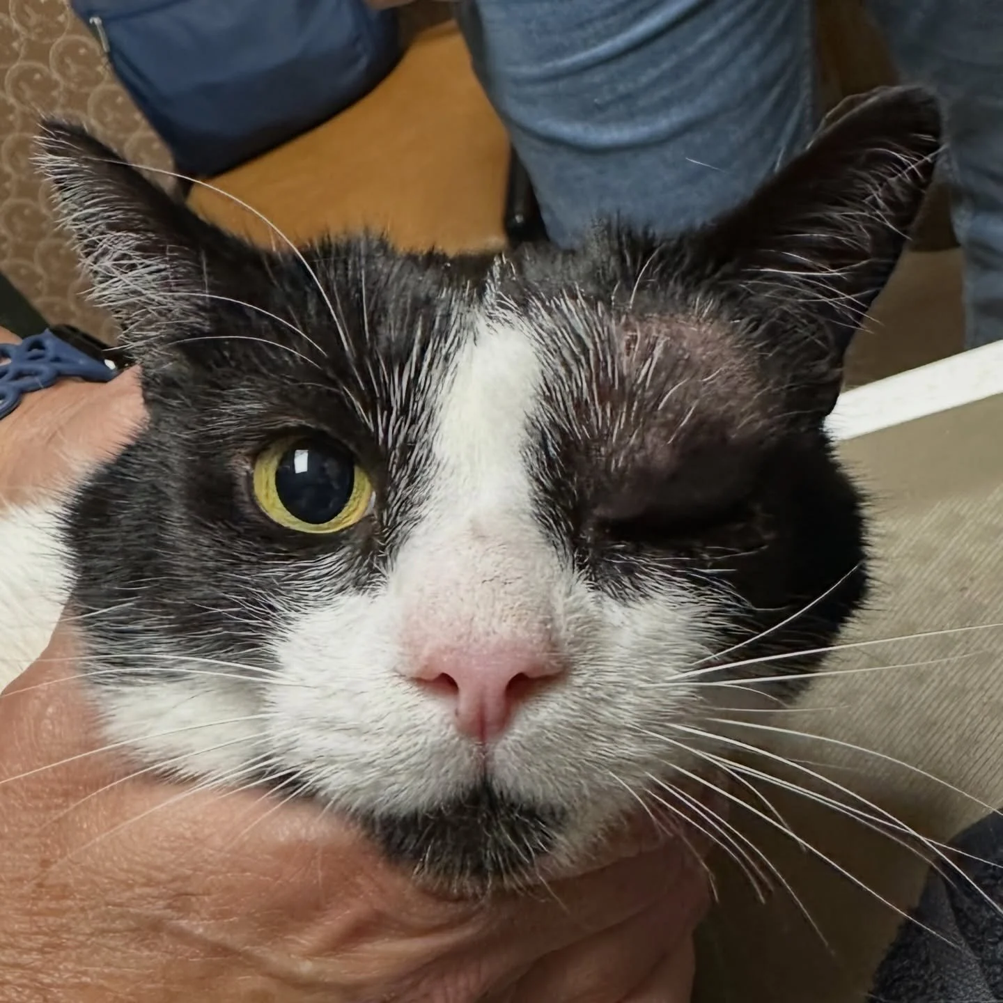 This one was a HAIRY case 🐾

Stevie came to us with a large swelling above his left eye that was diagnosed as a trichoblastoma&mdash;a typically benign tumor arising from a hair follicle (most often well-circumscribed, but capable of growing locally