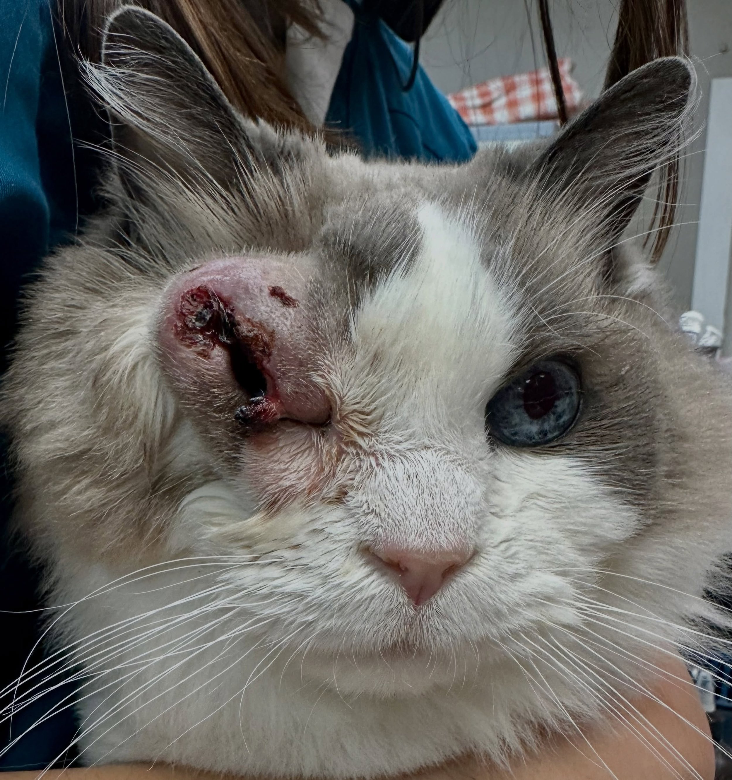 15.5 years young and still stealing hearts. ❤️

When Faddle first came to us in December, his right eyelids were so severely swollen and inflamed that we could not even visualize the eye beneath them. What began as a small eyelid margin swelling even