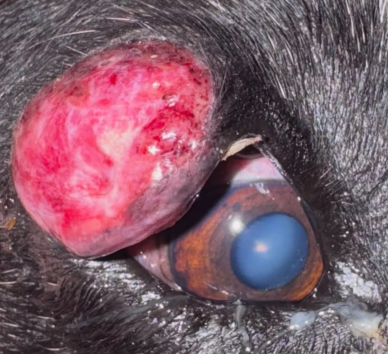 Can you believe this was NOT a tumor?! 🤯

This eyelid mass involved more than 50% of the eyelid margin and reportedly grew to this size in just two weeks. Based on its appearance, a mast cell tumor was one of our biggest concerns.

After surgical re