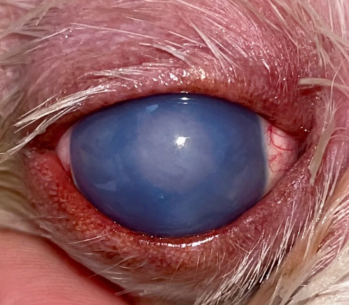 Sometimes eyes are cloudy for reasons other than cataracts&hellip;👁️

Meet Mork, a 7-year-old Shih Tzu with a remarkable before-and-after transformation!

Mork developed severe corneal edema due to corneal endothelial disease. Not only was the cloud