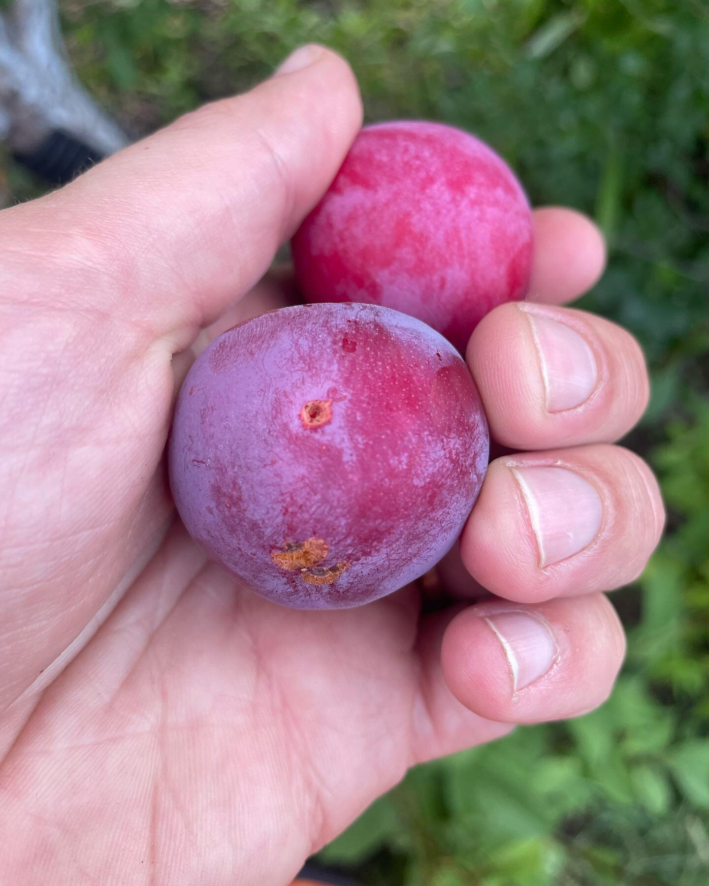 👏BIG👏PLUM👏ENERGY👏

Oh baby do we have plums this year. It&rsquo;s exciting!!!!! Bring us more!!!

Couple different varieties pictured here. We&rsquo;ve been foraging a lot for wild plums (the lil ones), but it looks like Winnipeg&rsquo;s backyard