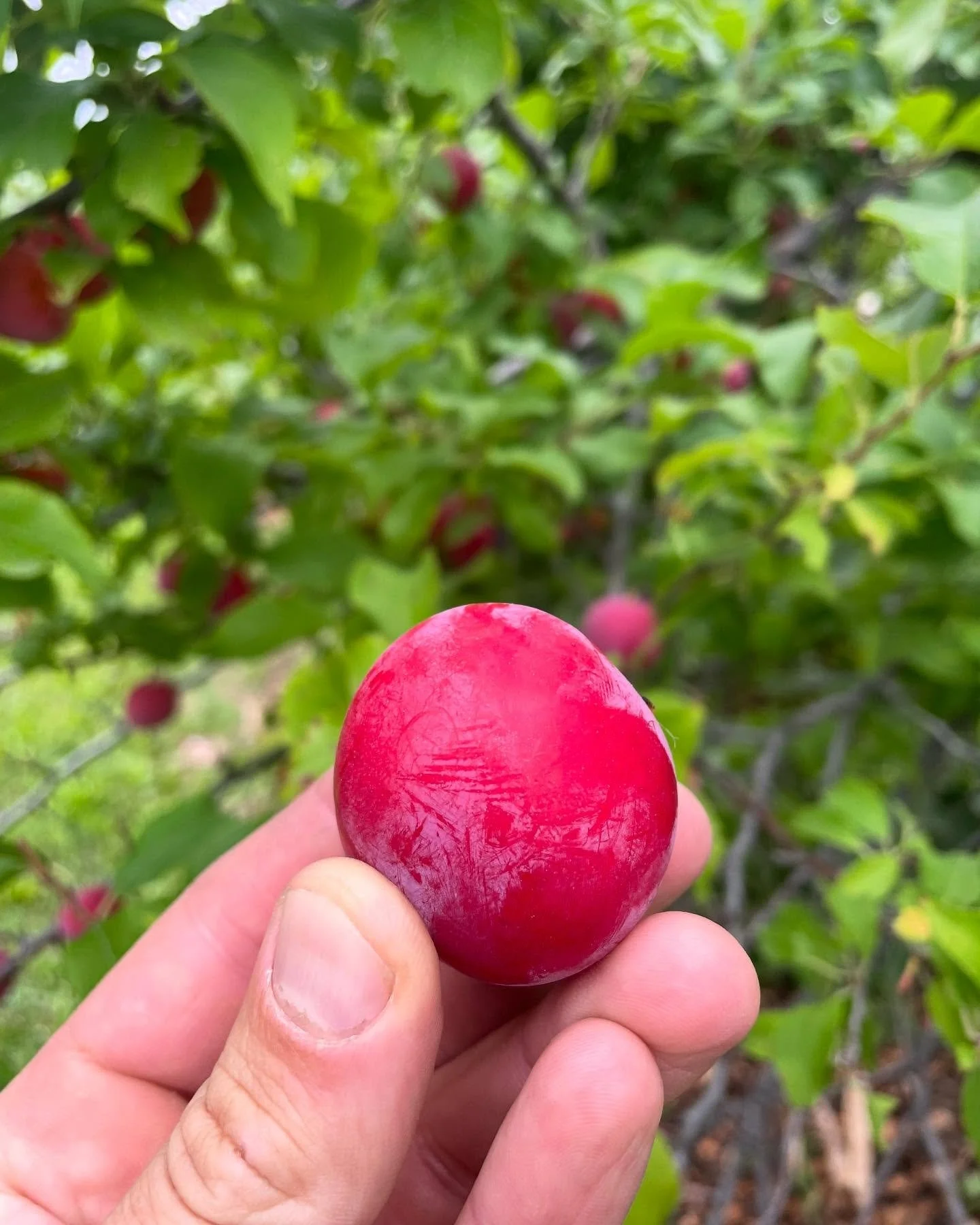 The journey of a plum! We love harvest!