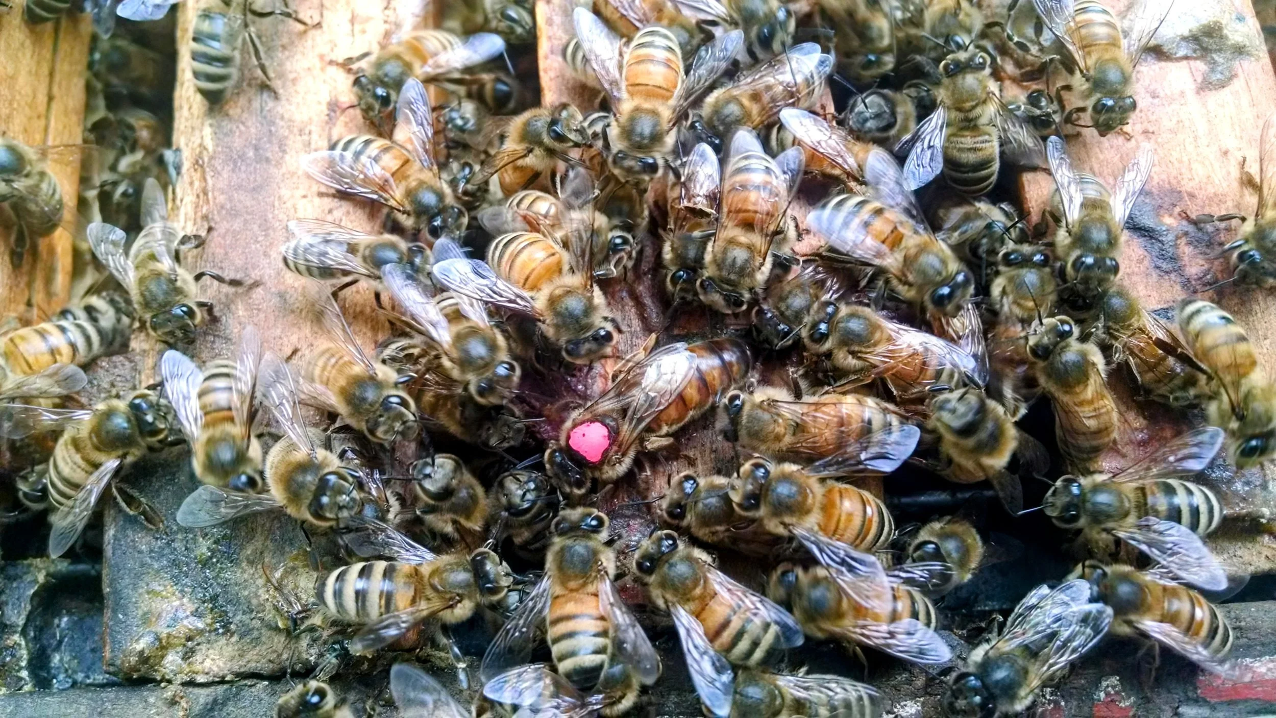 IMG_20190509_100620921~2.jpg (Copy)