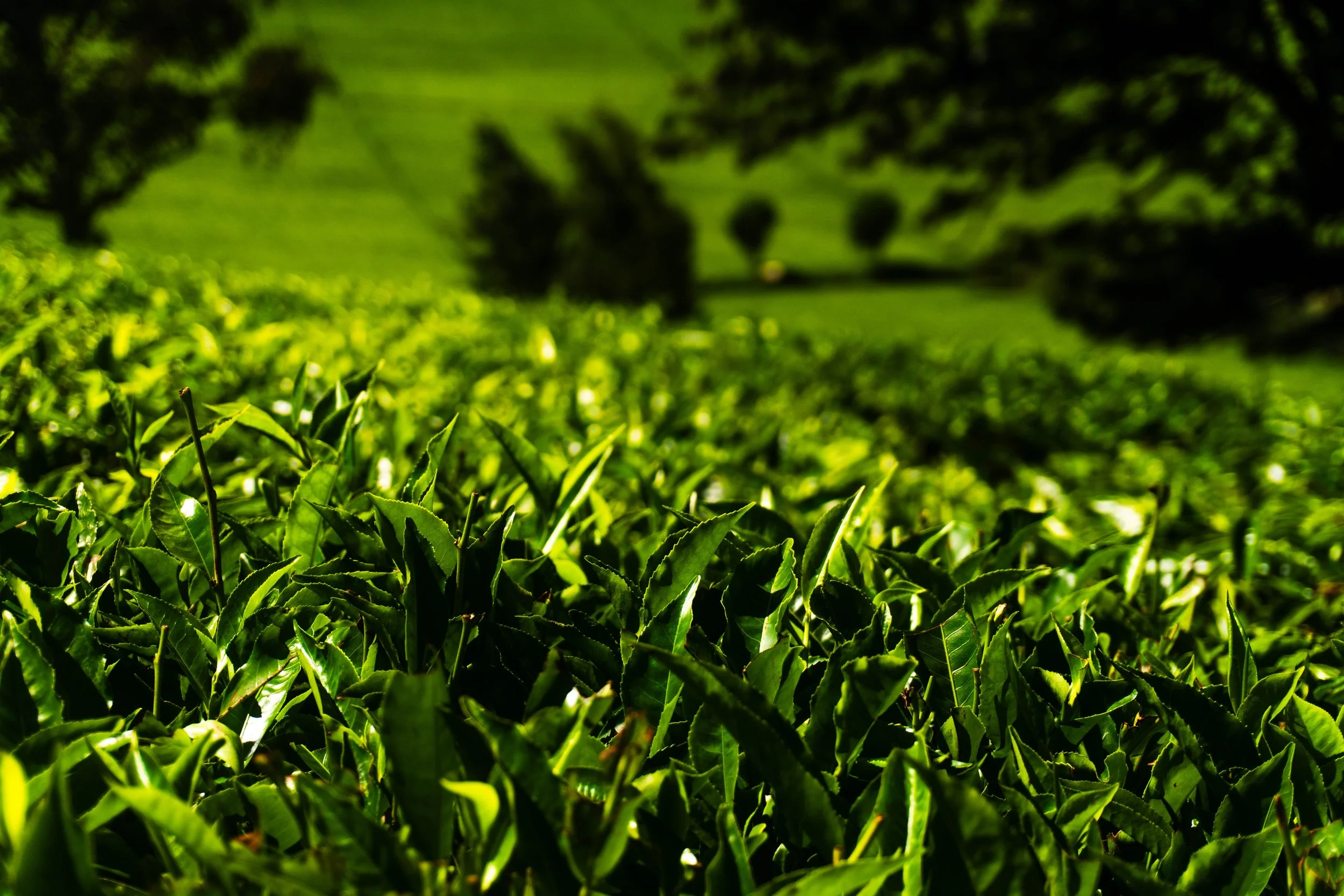 Export 5 Kenya-184.jpg