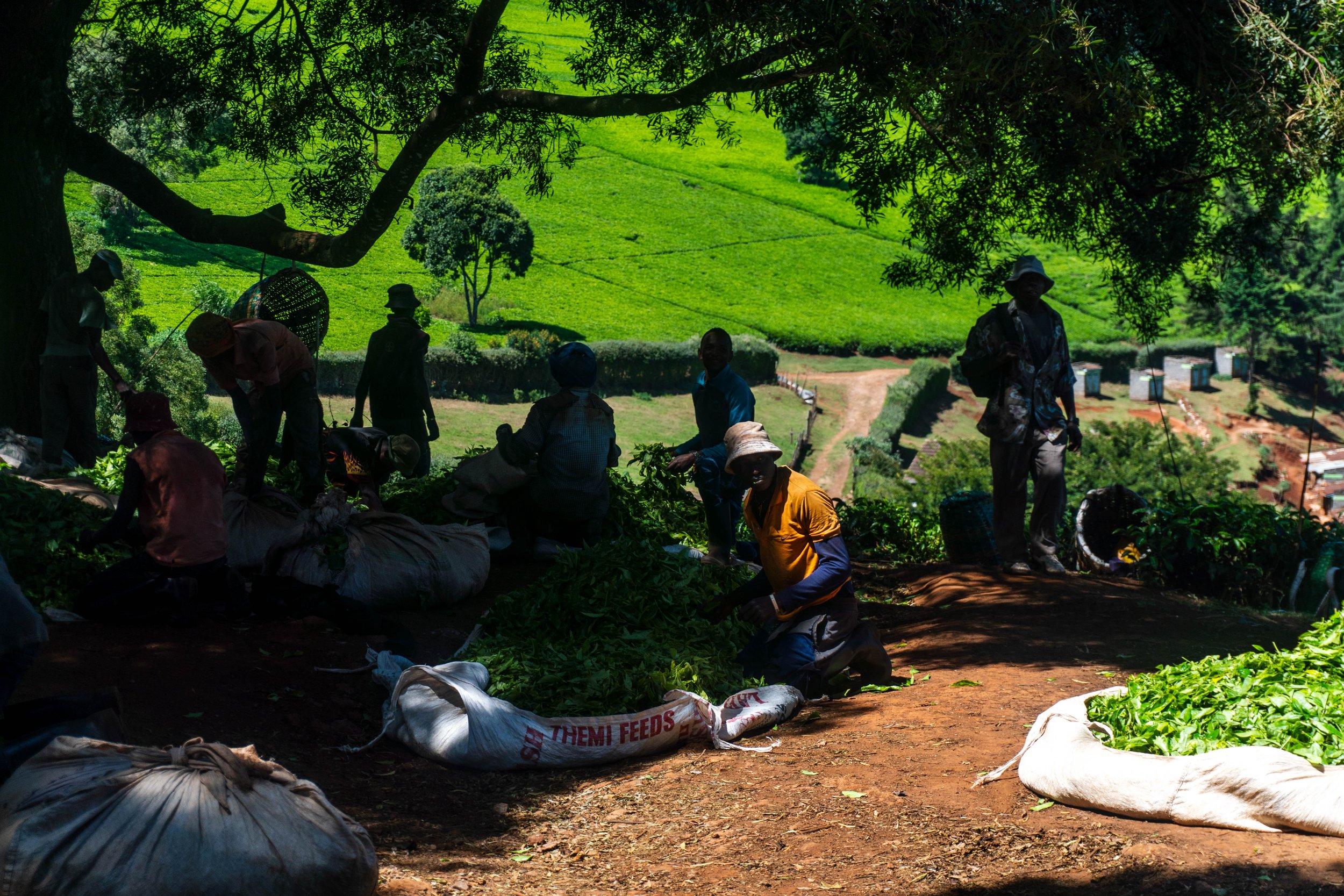 Export 5 Kenya-188.jpg